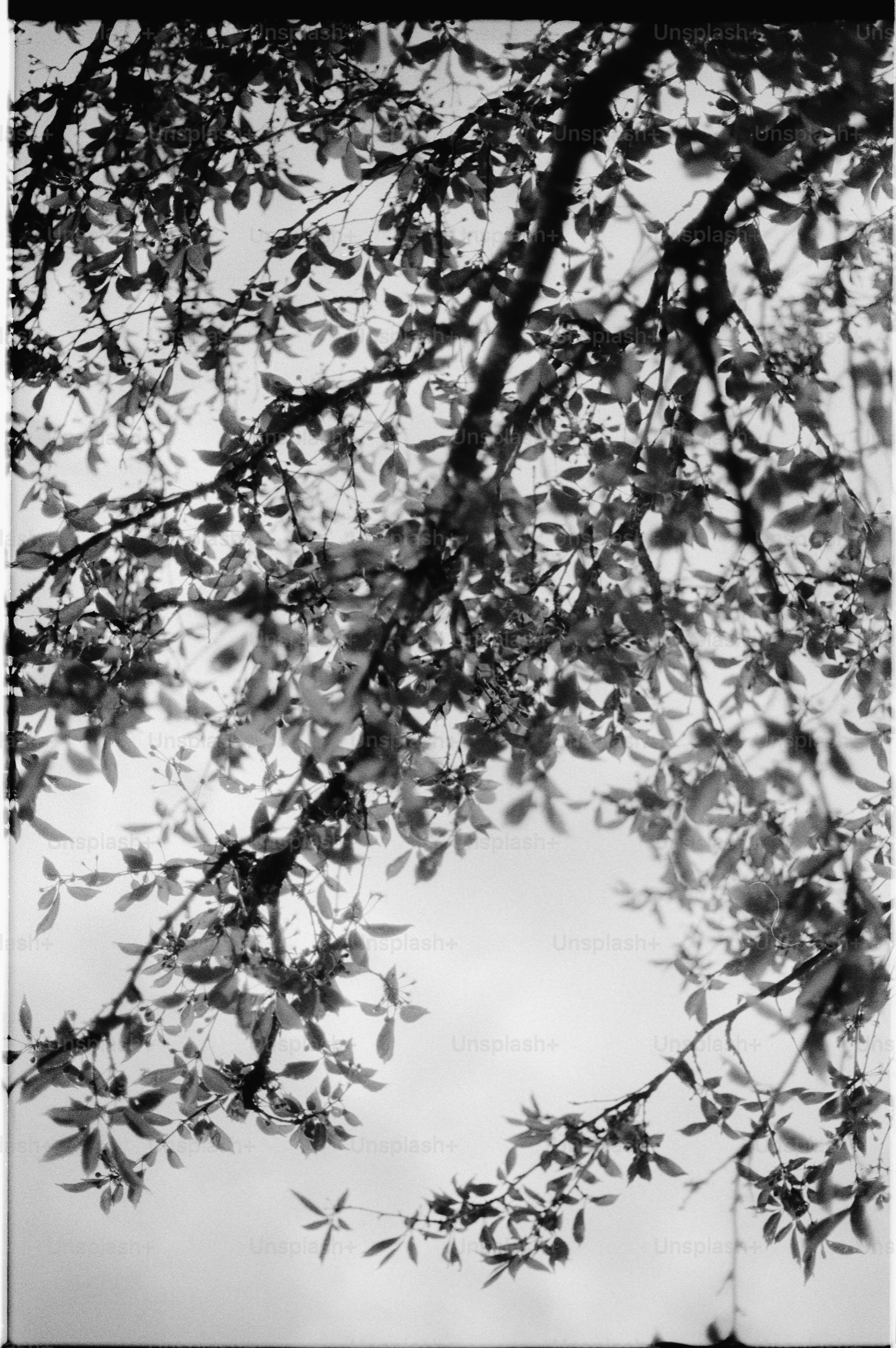 Black and white shot of tree branches against the sky.