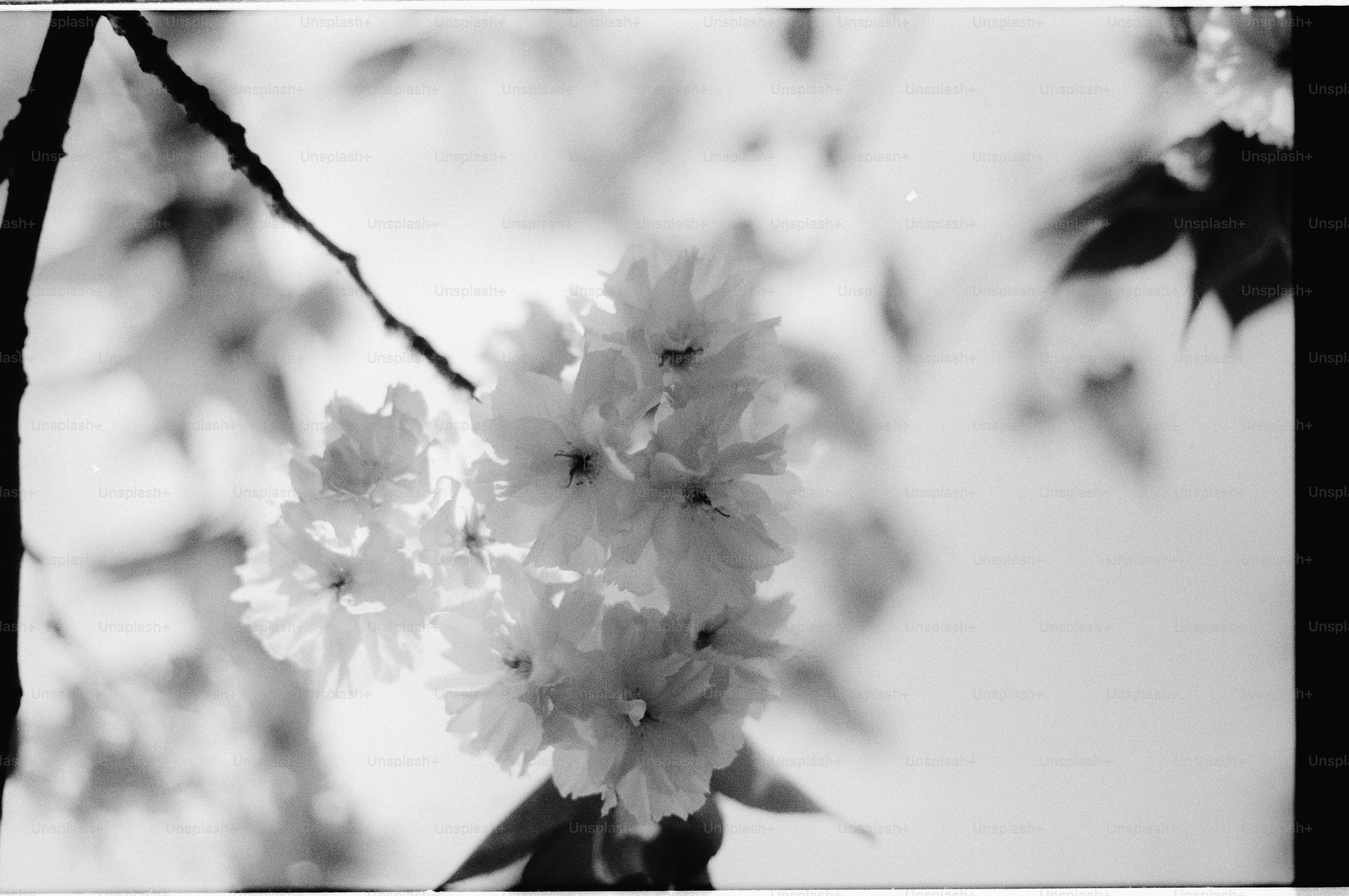 Close-up of delicate cherry blossoms on a branch.