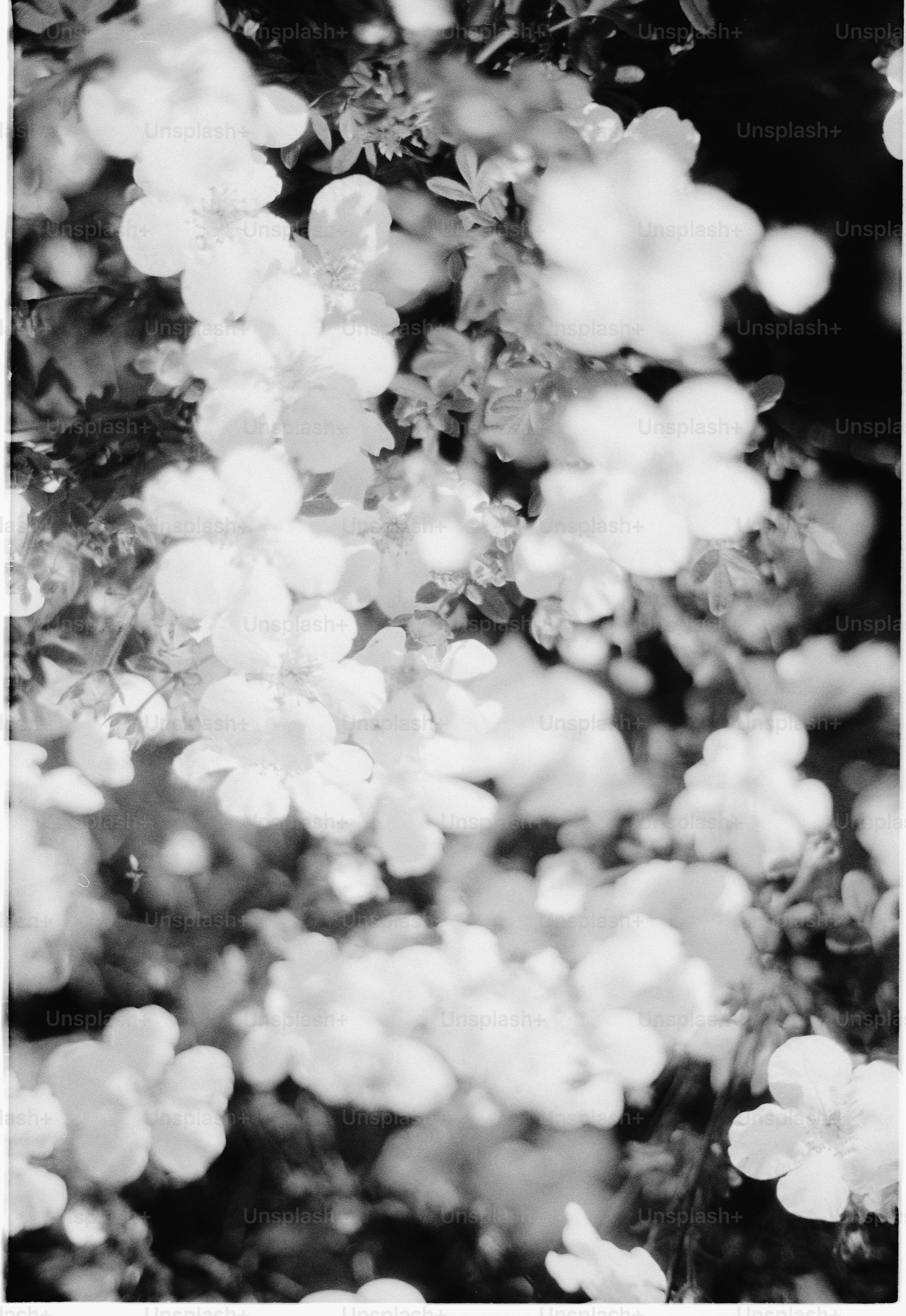 A cluster of delicate white flowers in bloom.