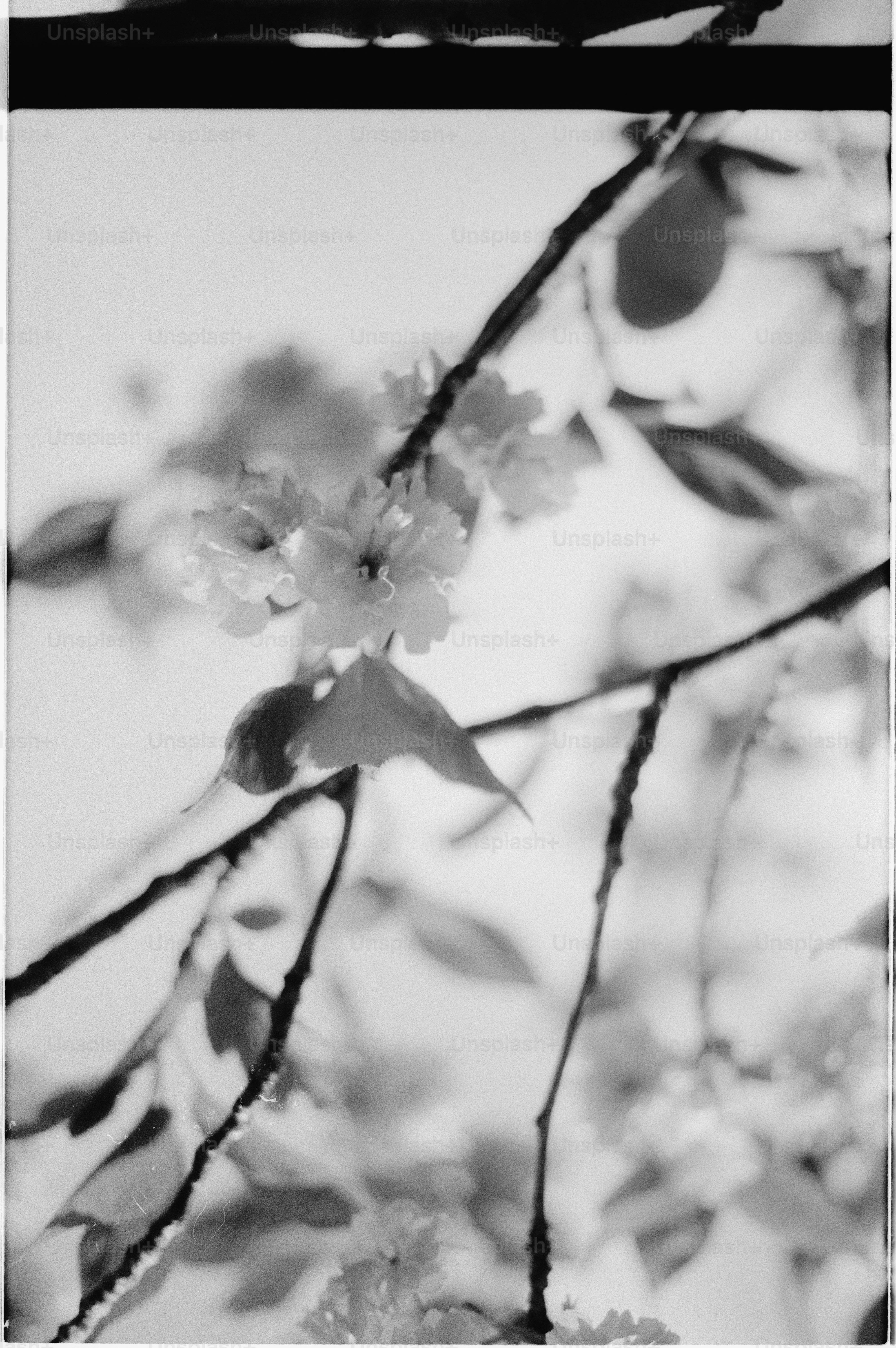 Close-up of delicate cherry blossoms on a branch.