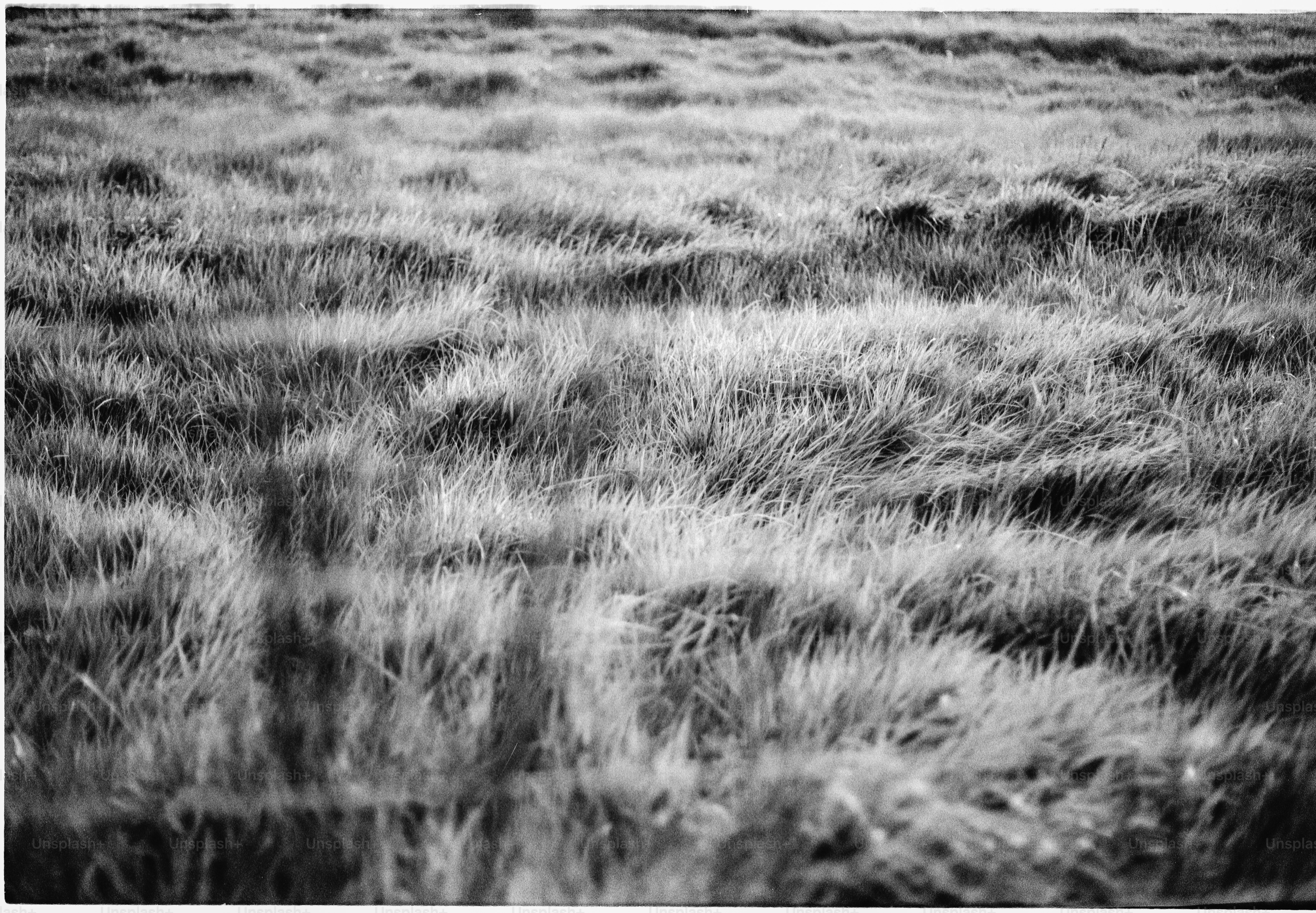 Field of tall grass in black and white