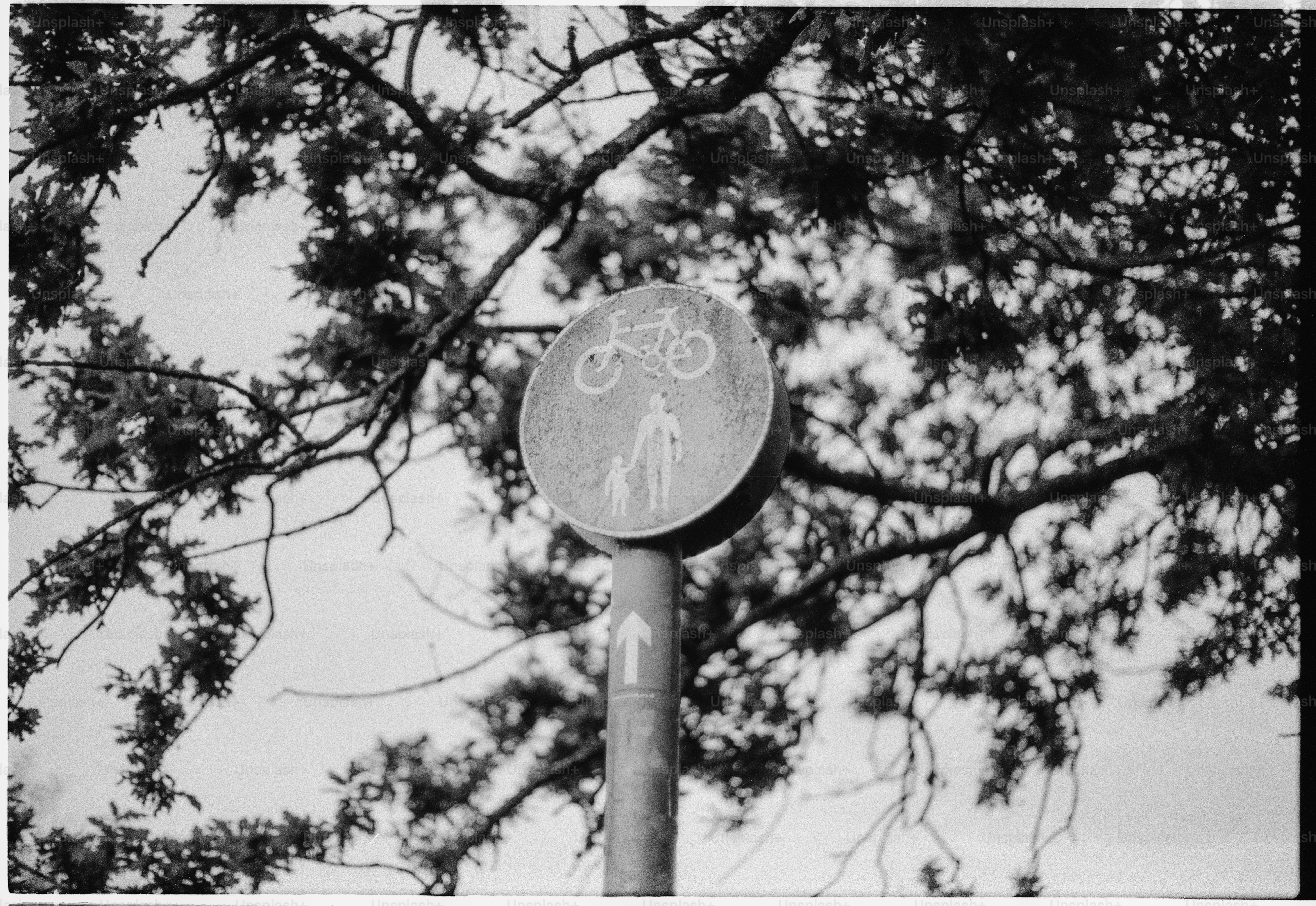 Bicycle and pedestrian path sign with tree branches