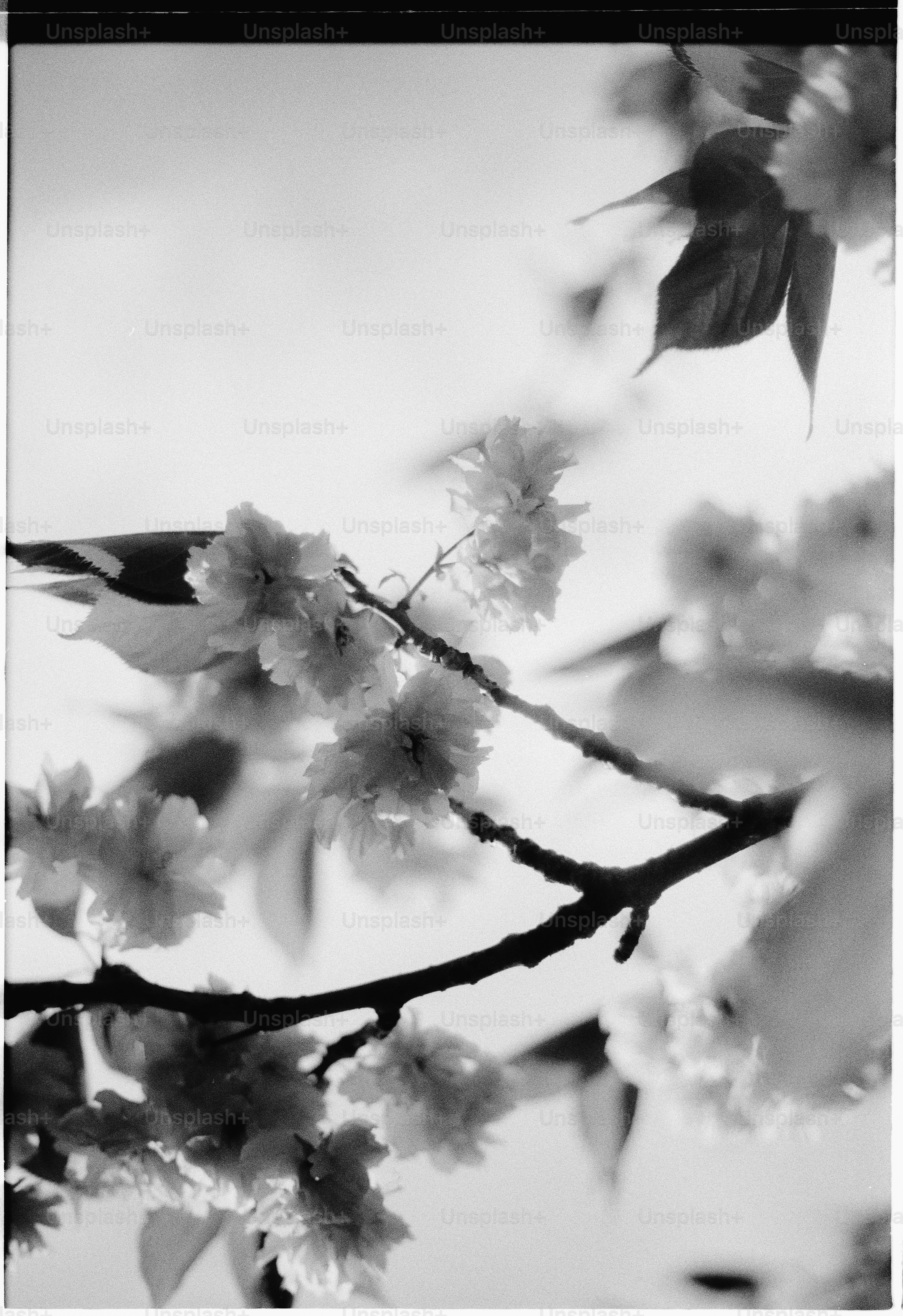 Cherry blossoms on a tree branch in sunlight