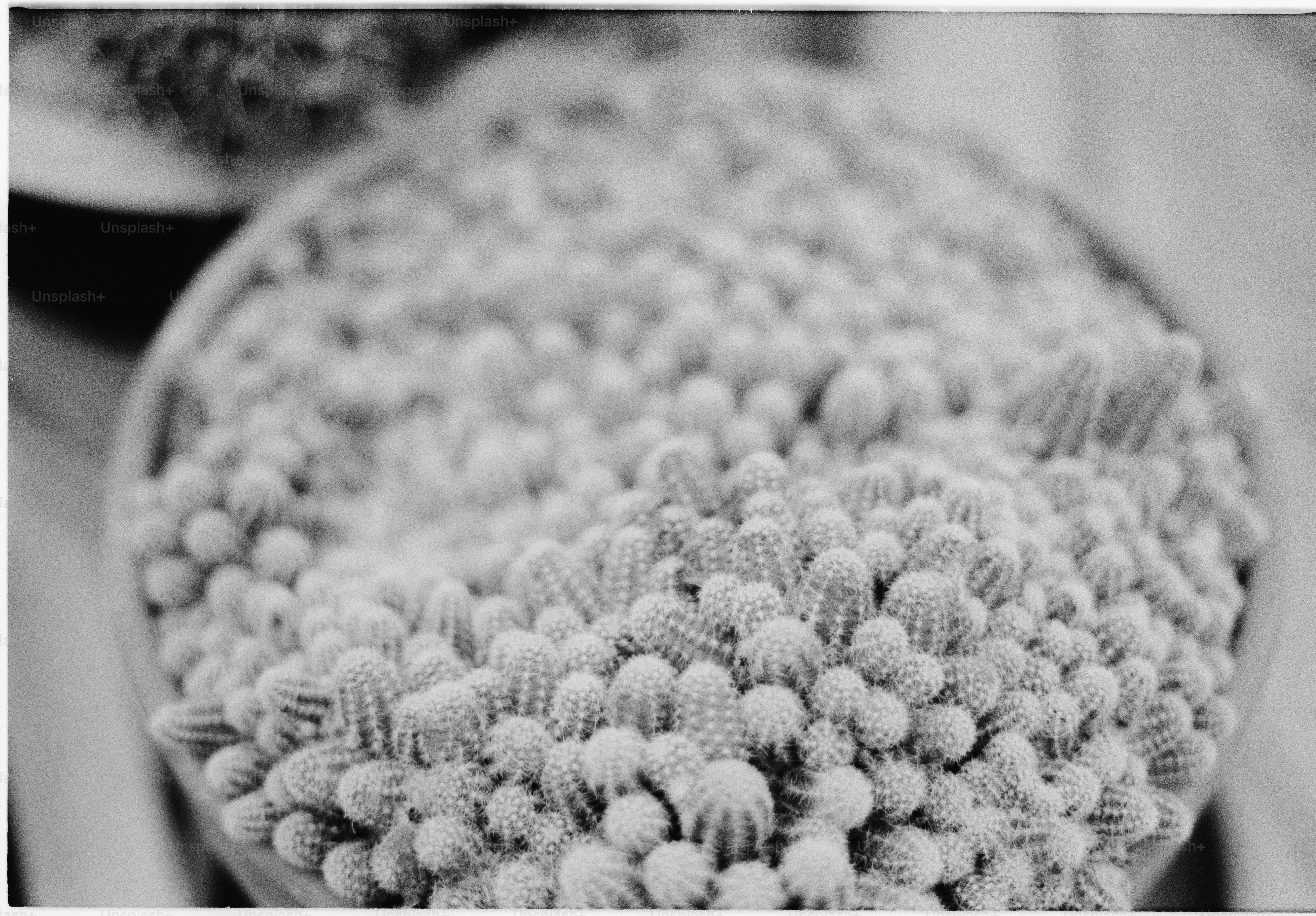 A pot filled with many small cacti