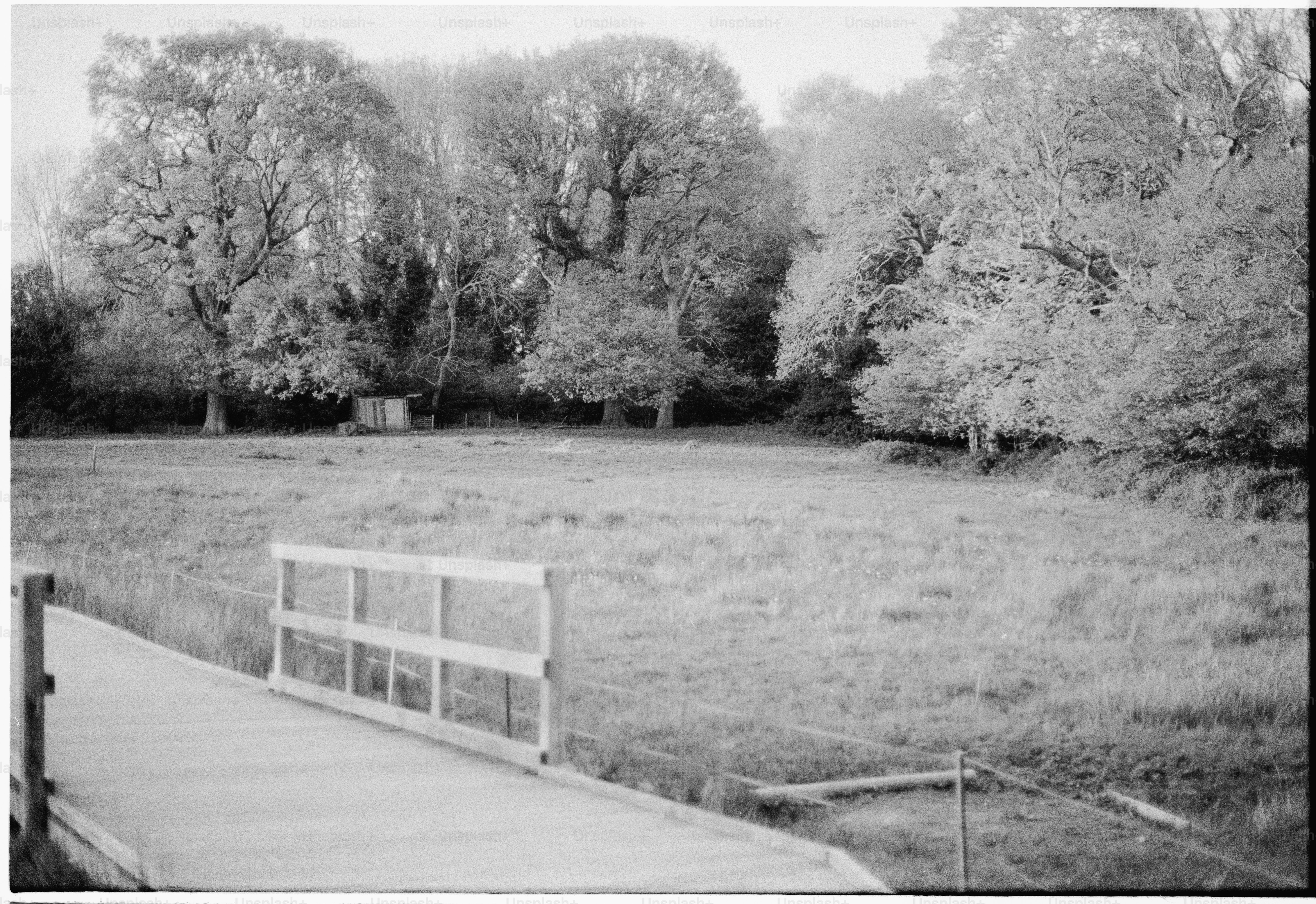 A wooden walkway leads to a grassy field with trees.