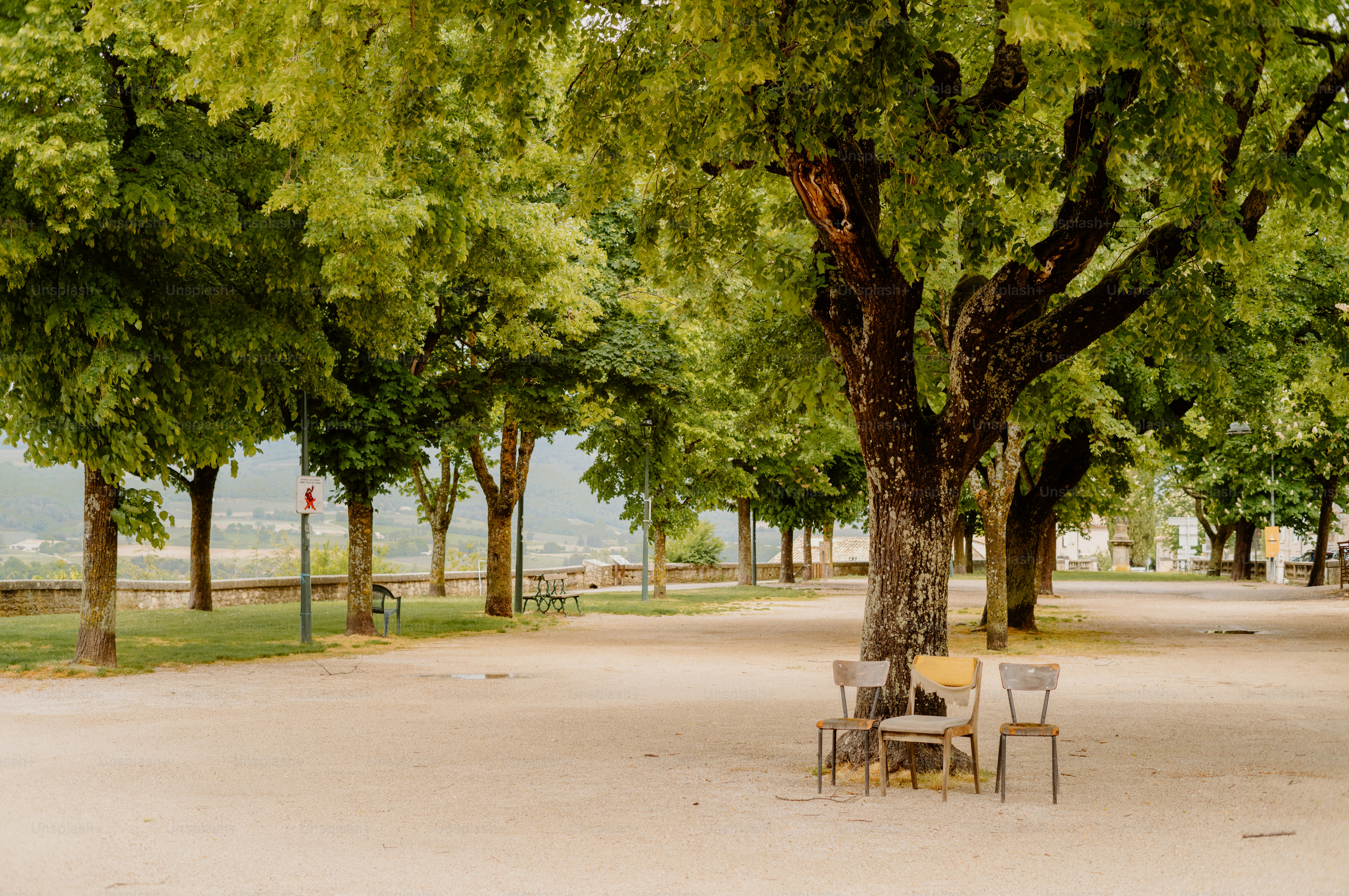 Des chaises sont vides sous de grands arbres dans un parc.