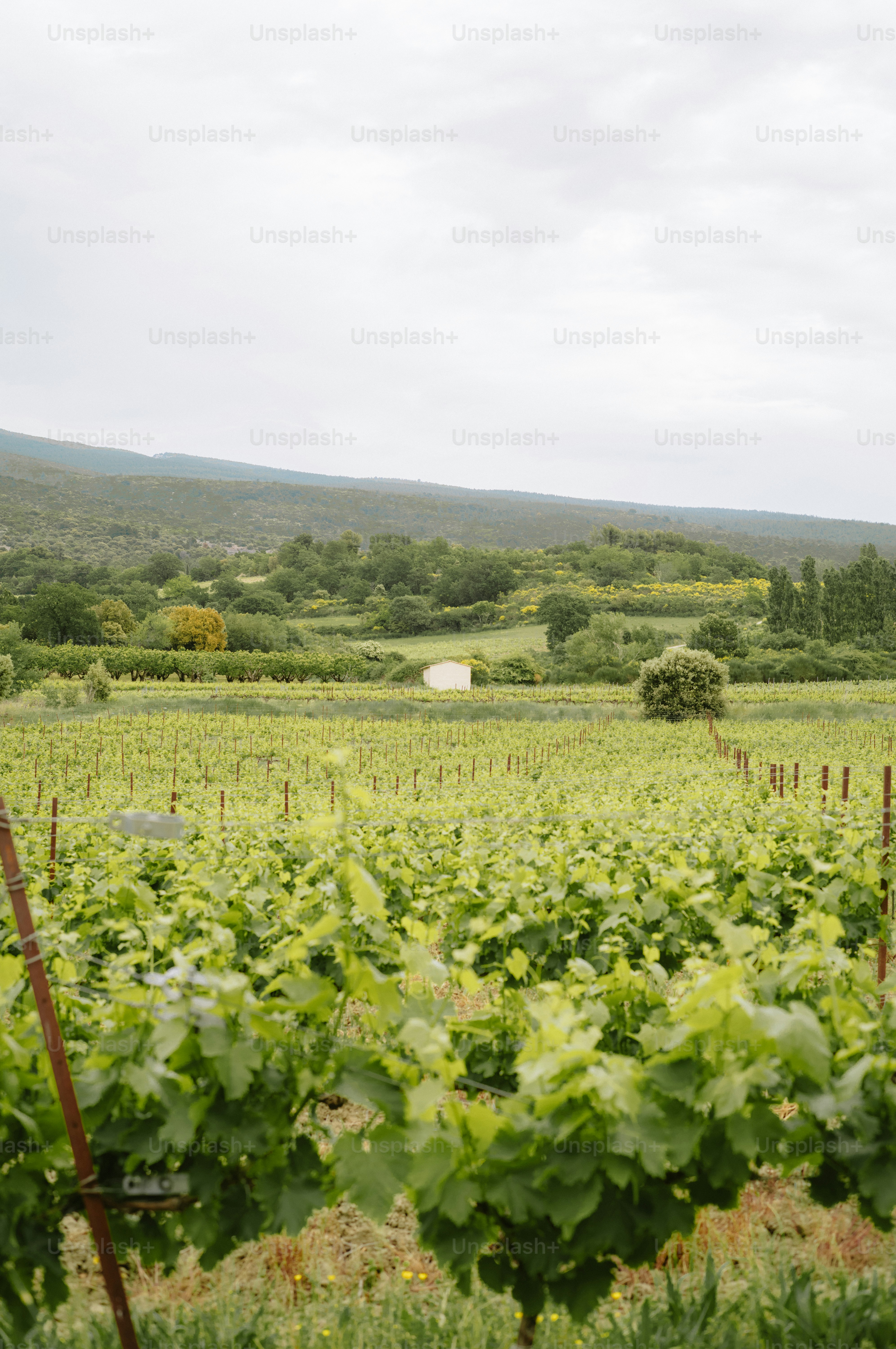 Rows of lush green grapevines in a vineyard