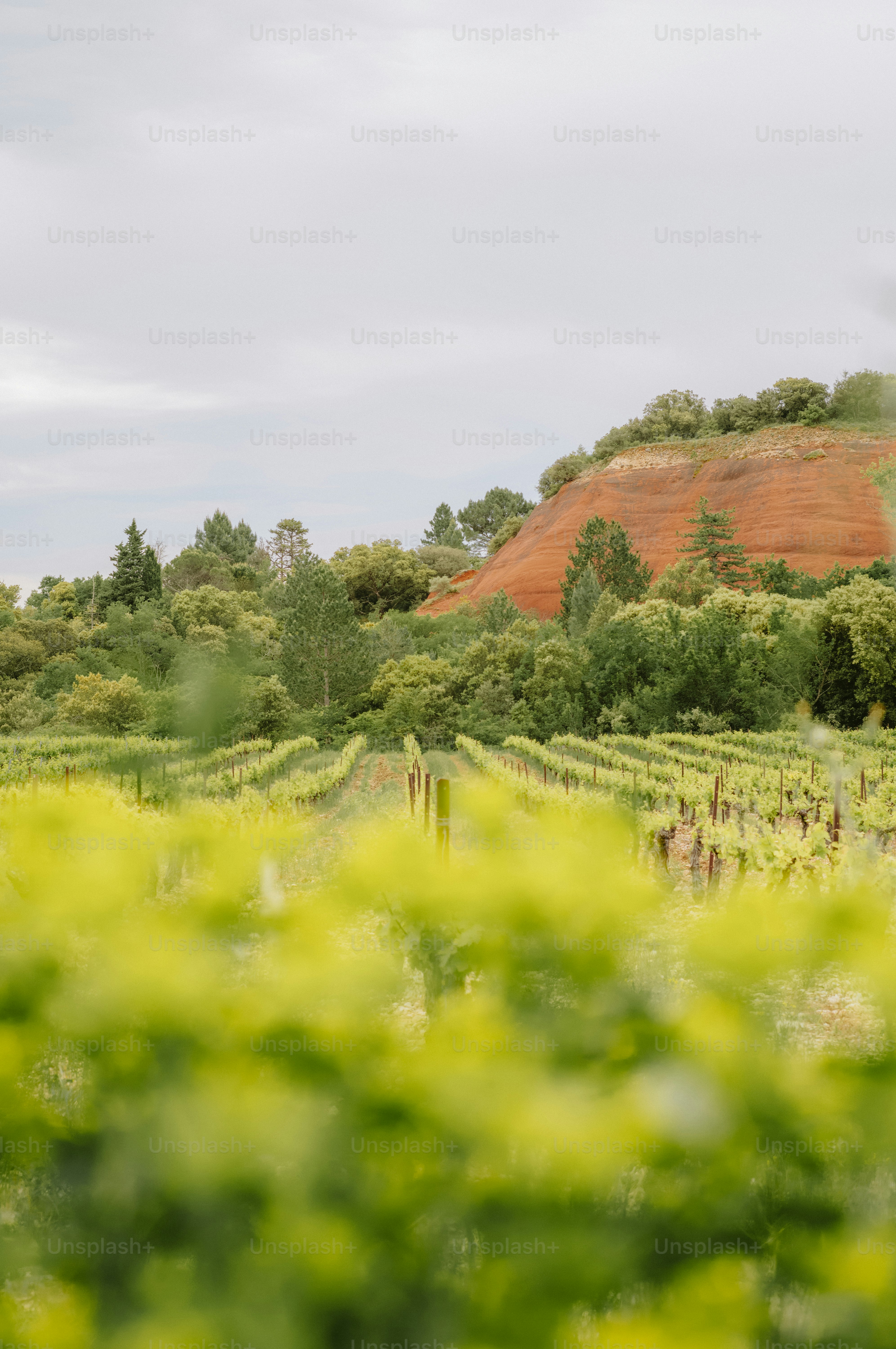 Rows of green vineyard with red hill background
