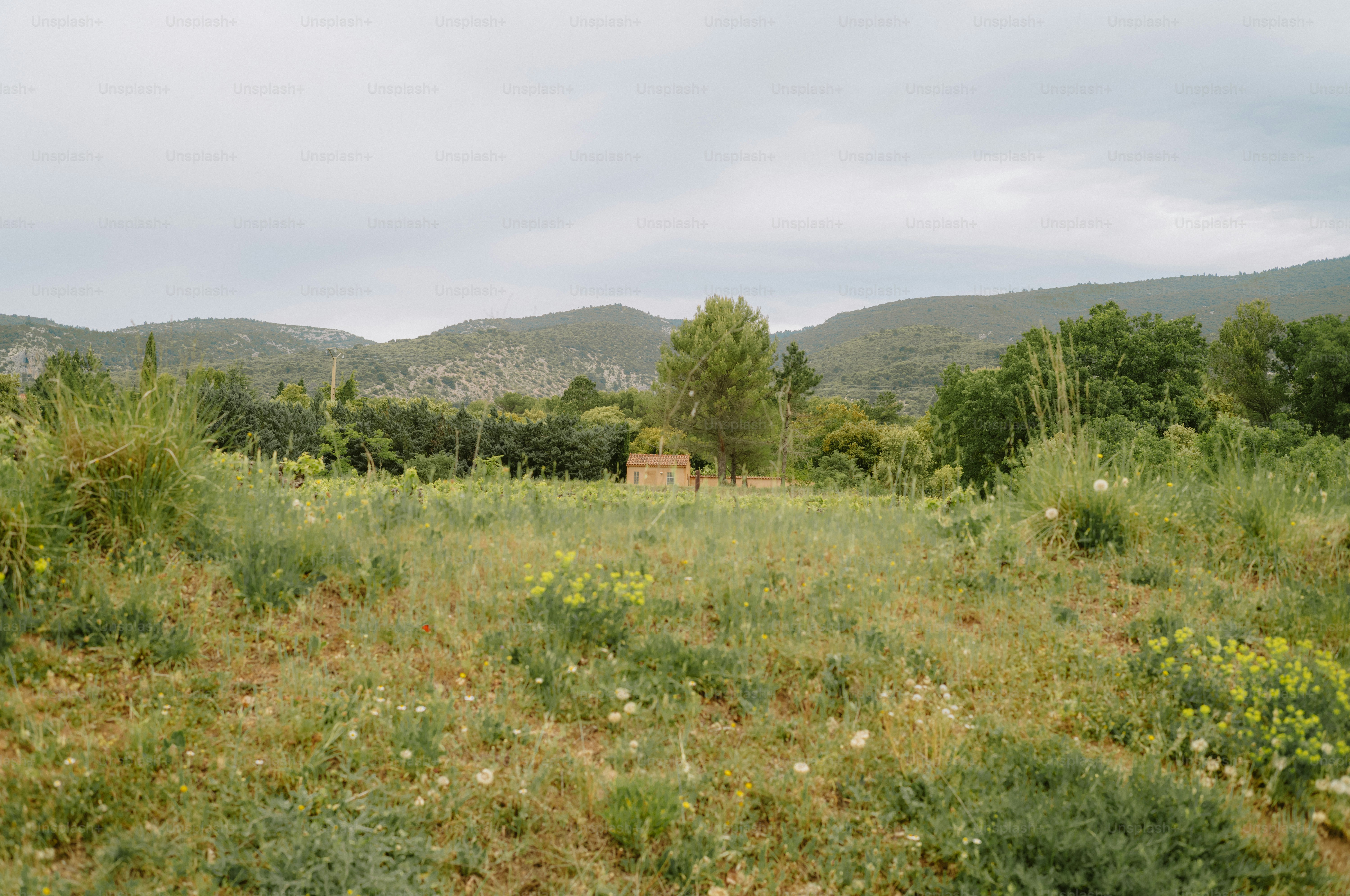 Green rolling hills under a cloudy sky photo – Forest Image on Unsplash