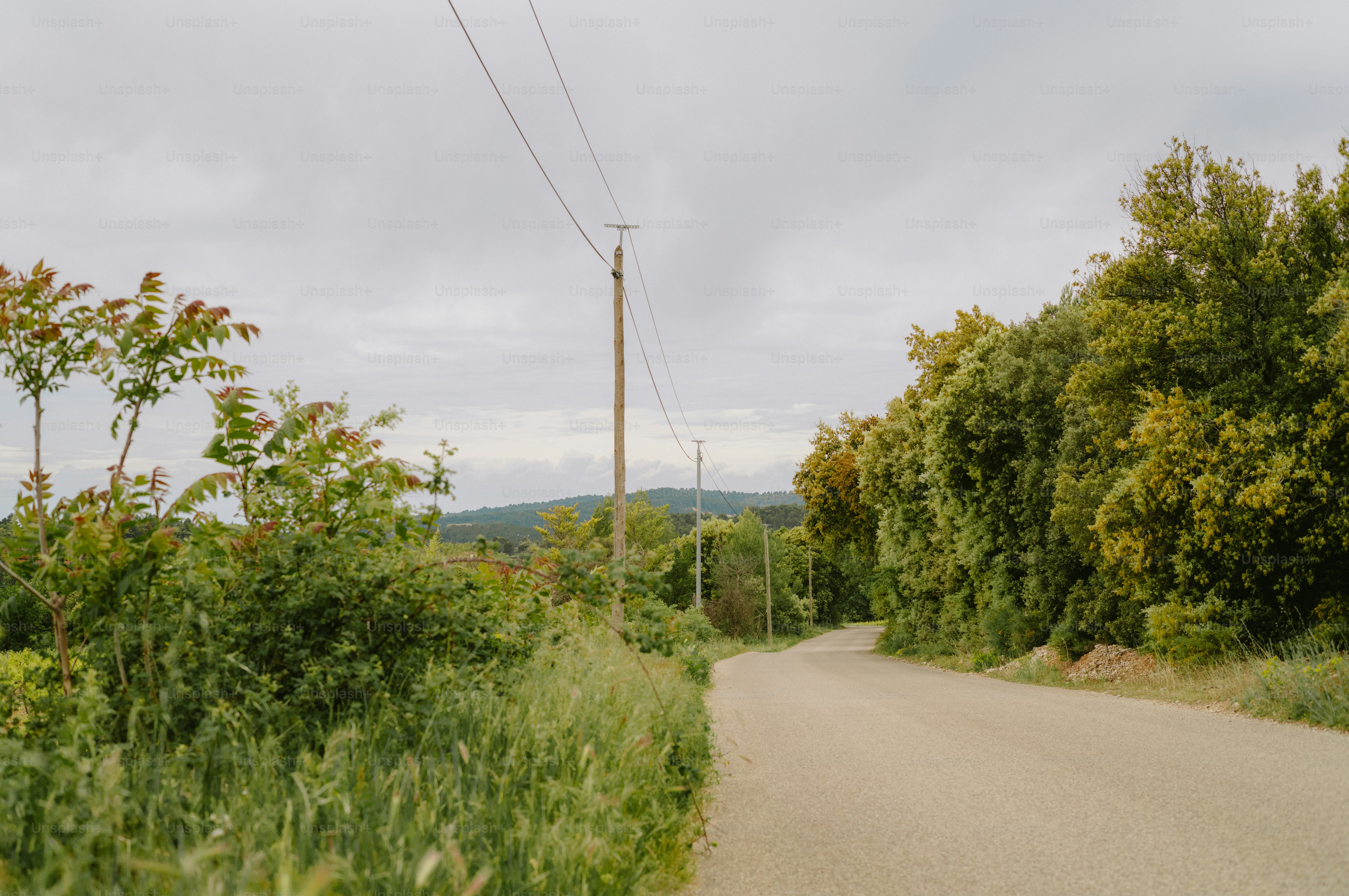 A paved road curves through lush green trees and vegetation.