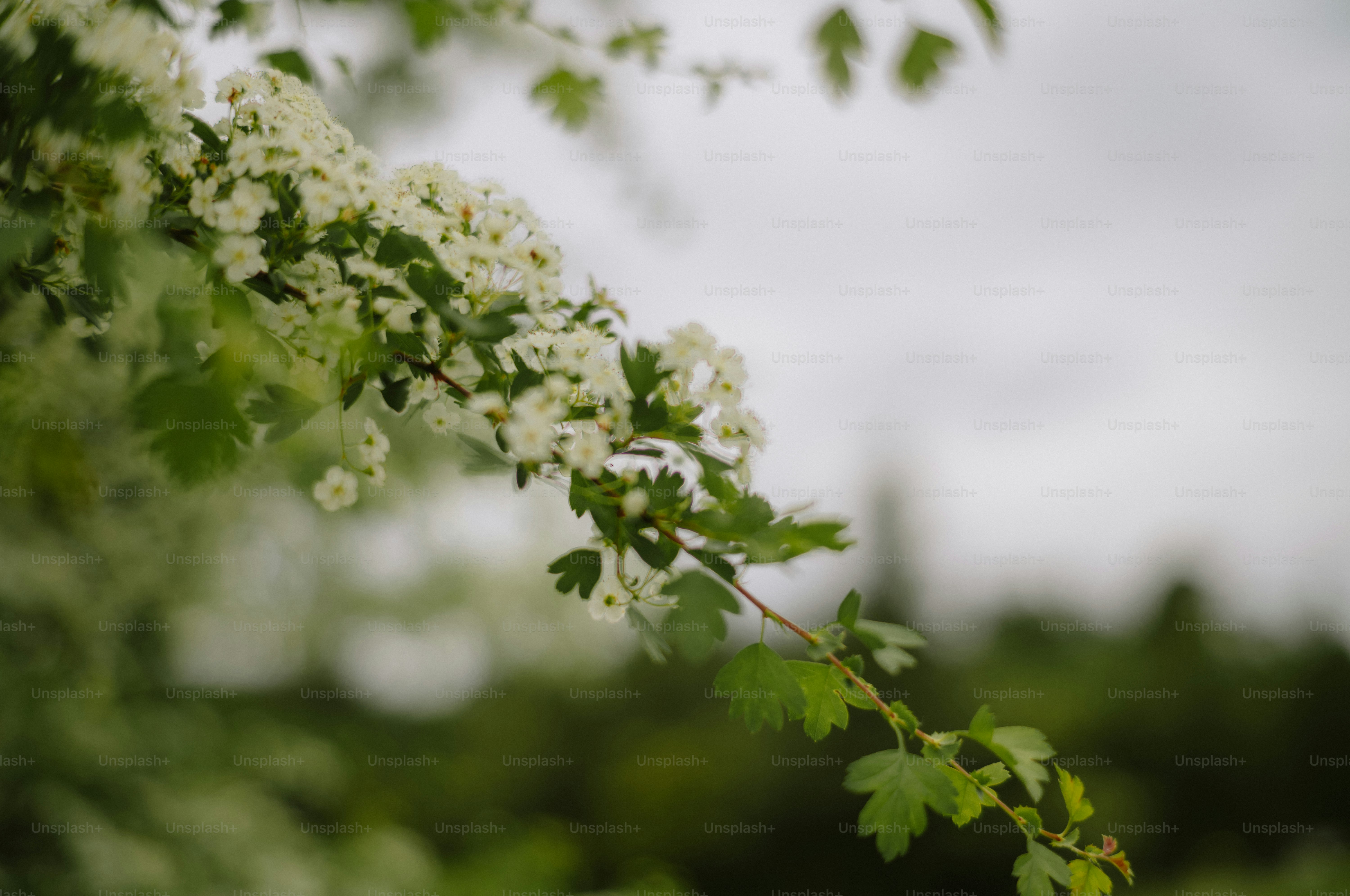 A delicate branch with white flowers and green leaves