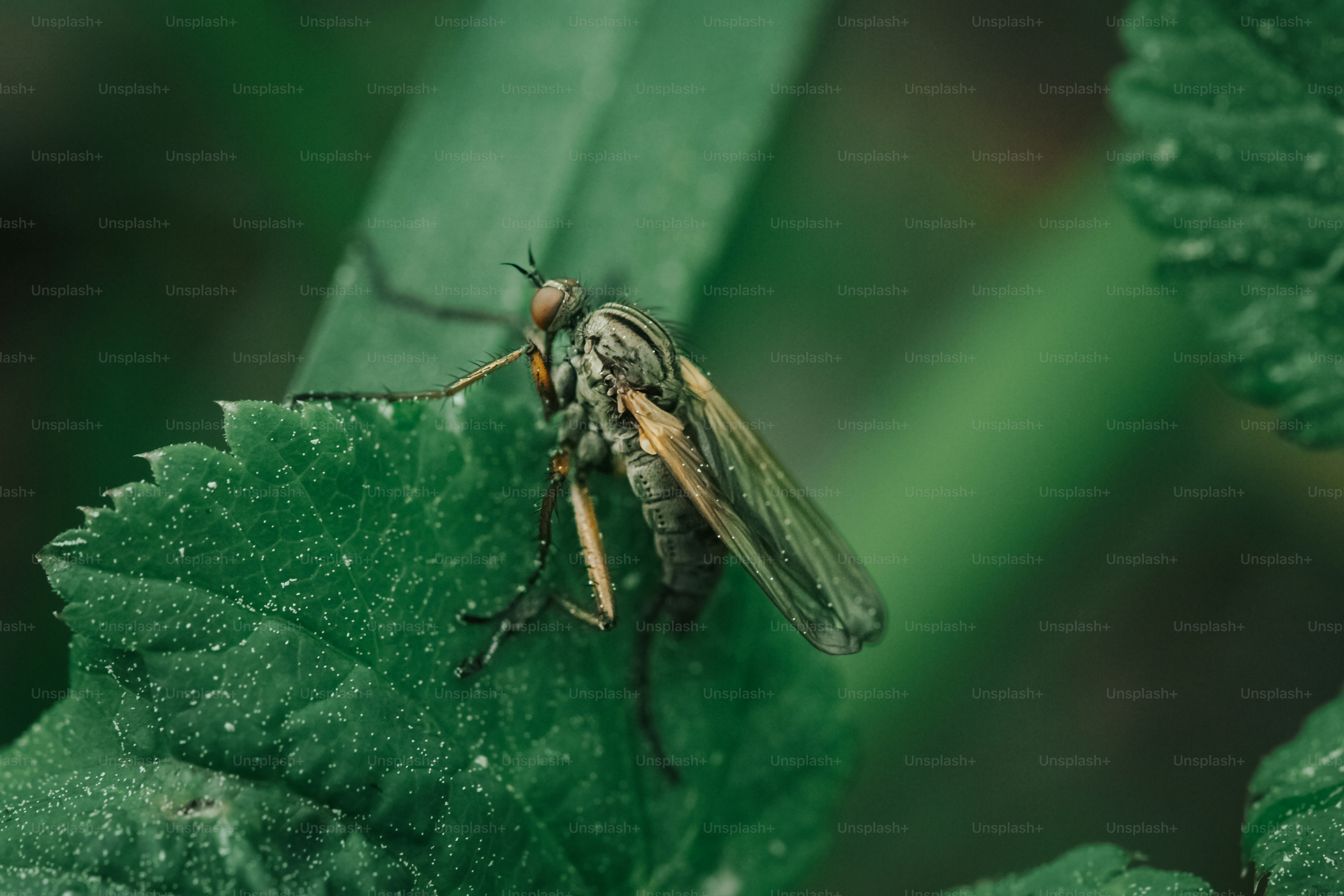 Close-up lalat bertumpu pada daun hijau.