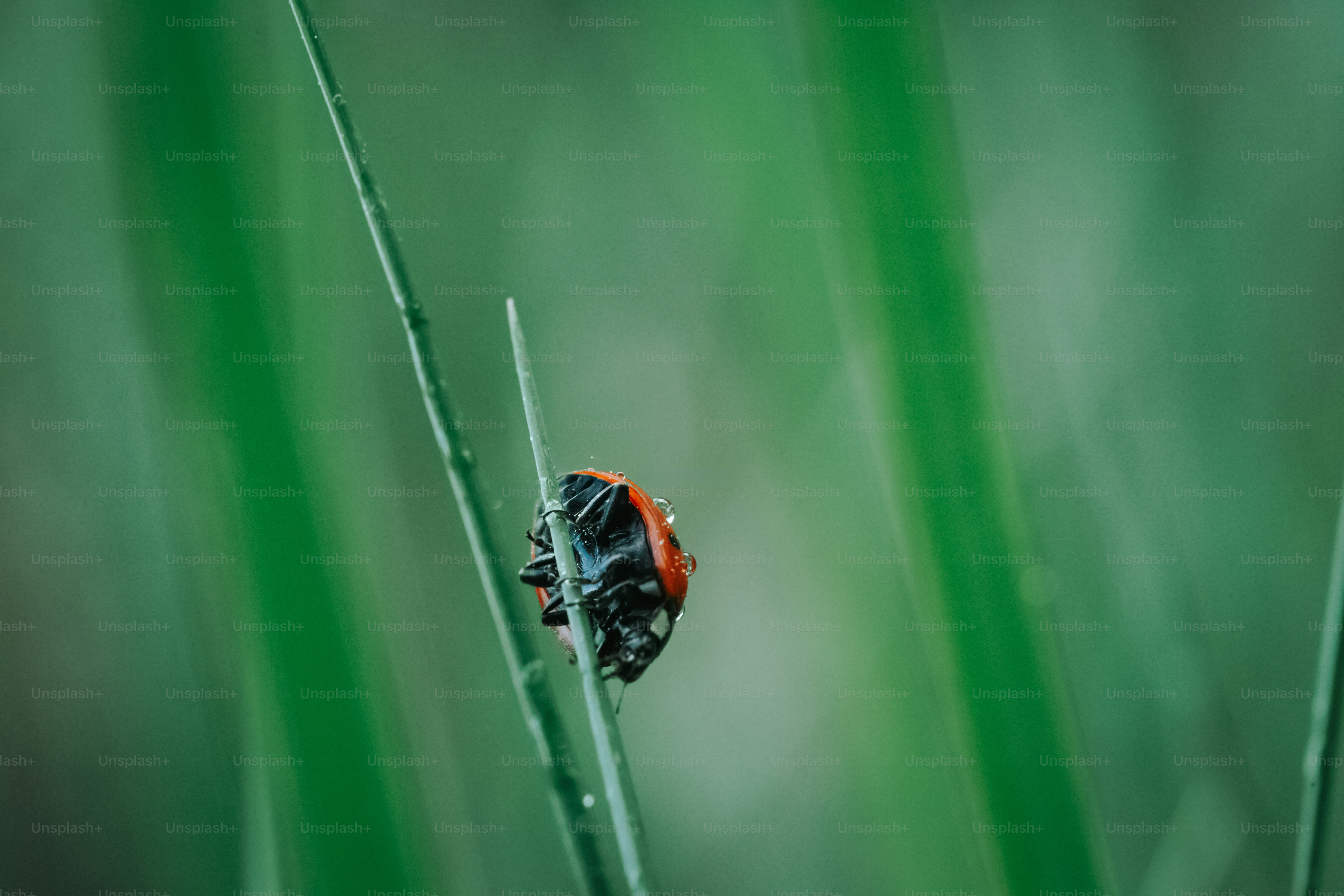 Coccinelle sur un brin d’herbe