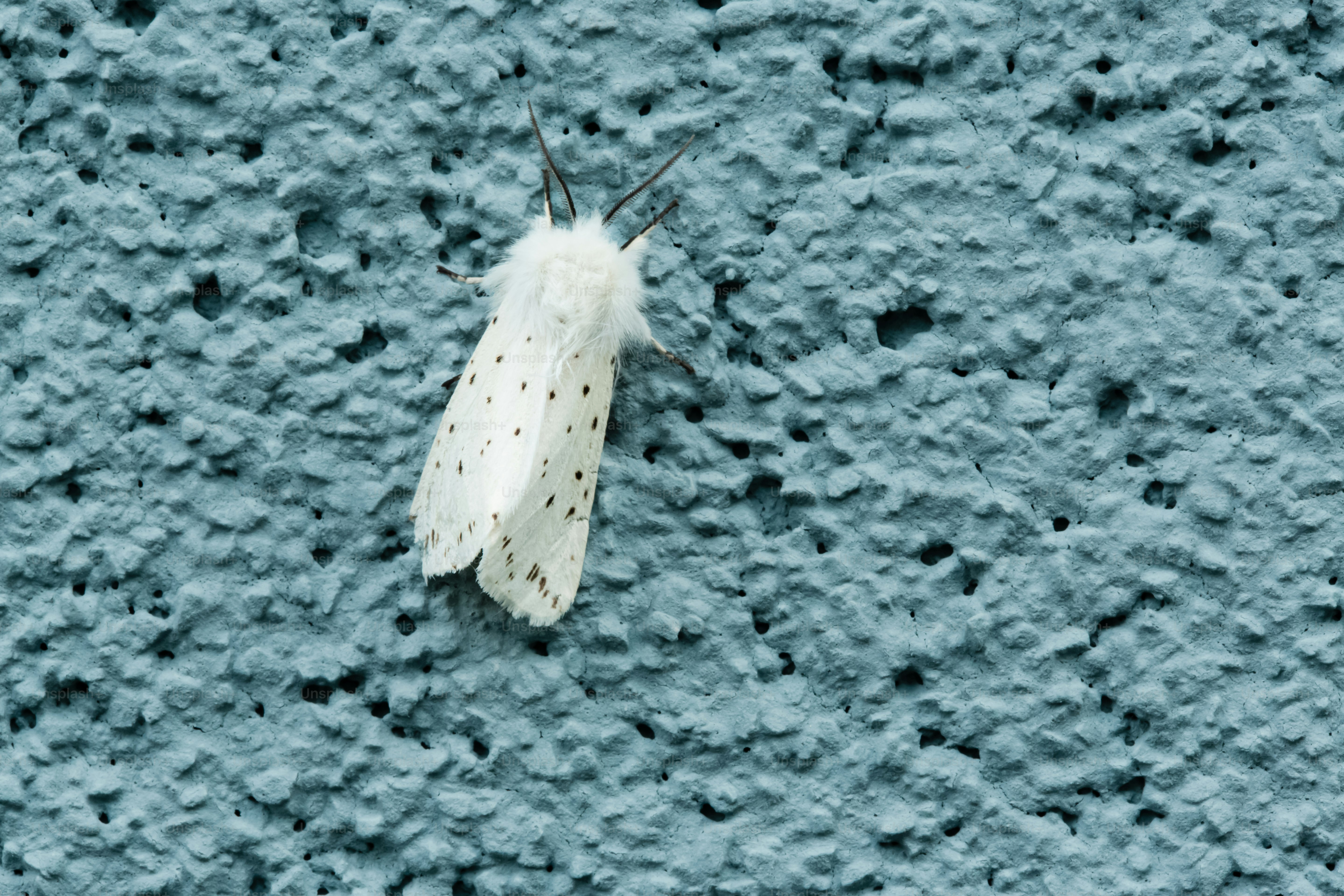 Un papillon blanc avec des taches noires sur un mur bleu.