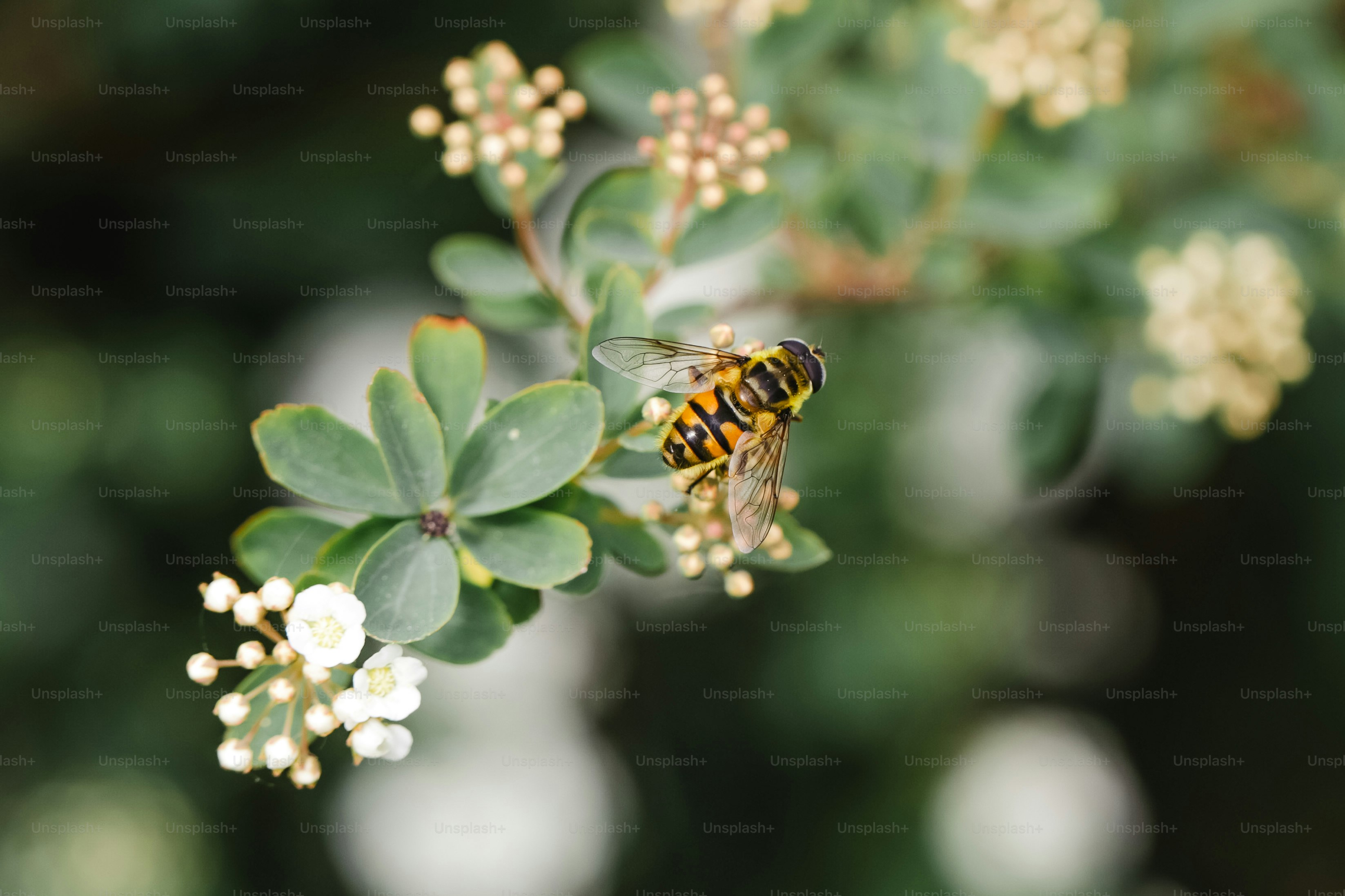 Um mosca-de-silê repousa em um galho florido.