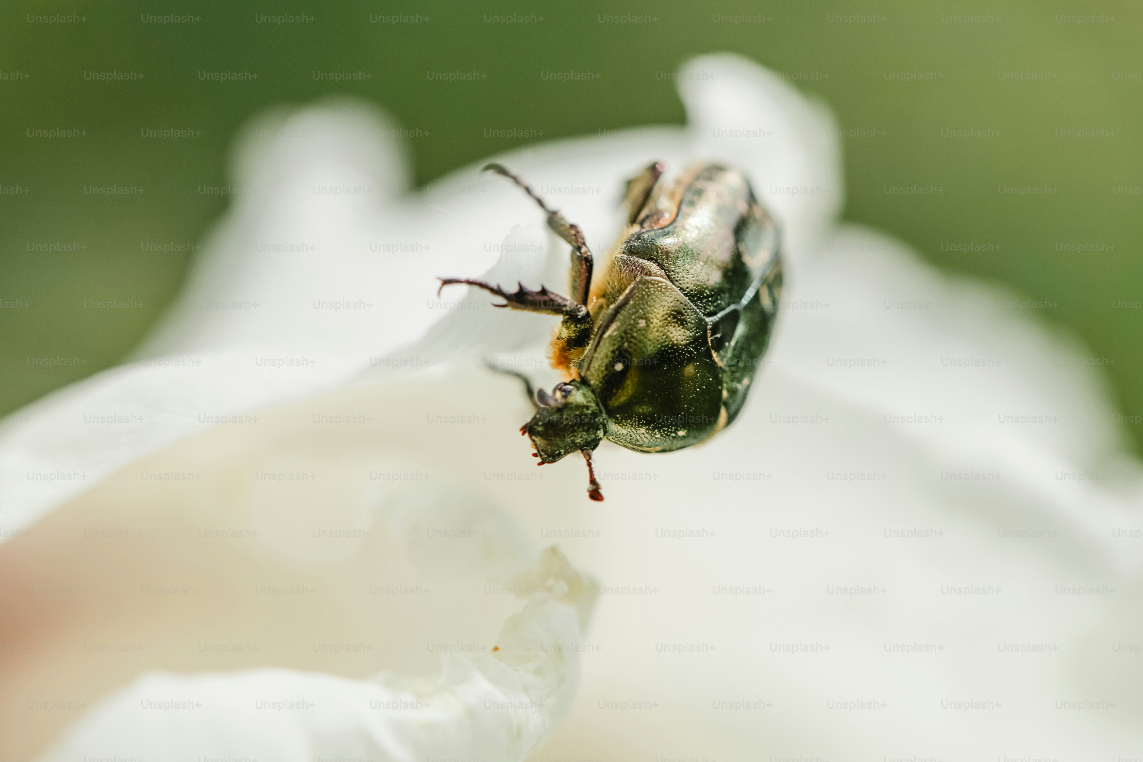 Um besouro repousa sobre uma pétala branca de flor.