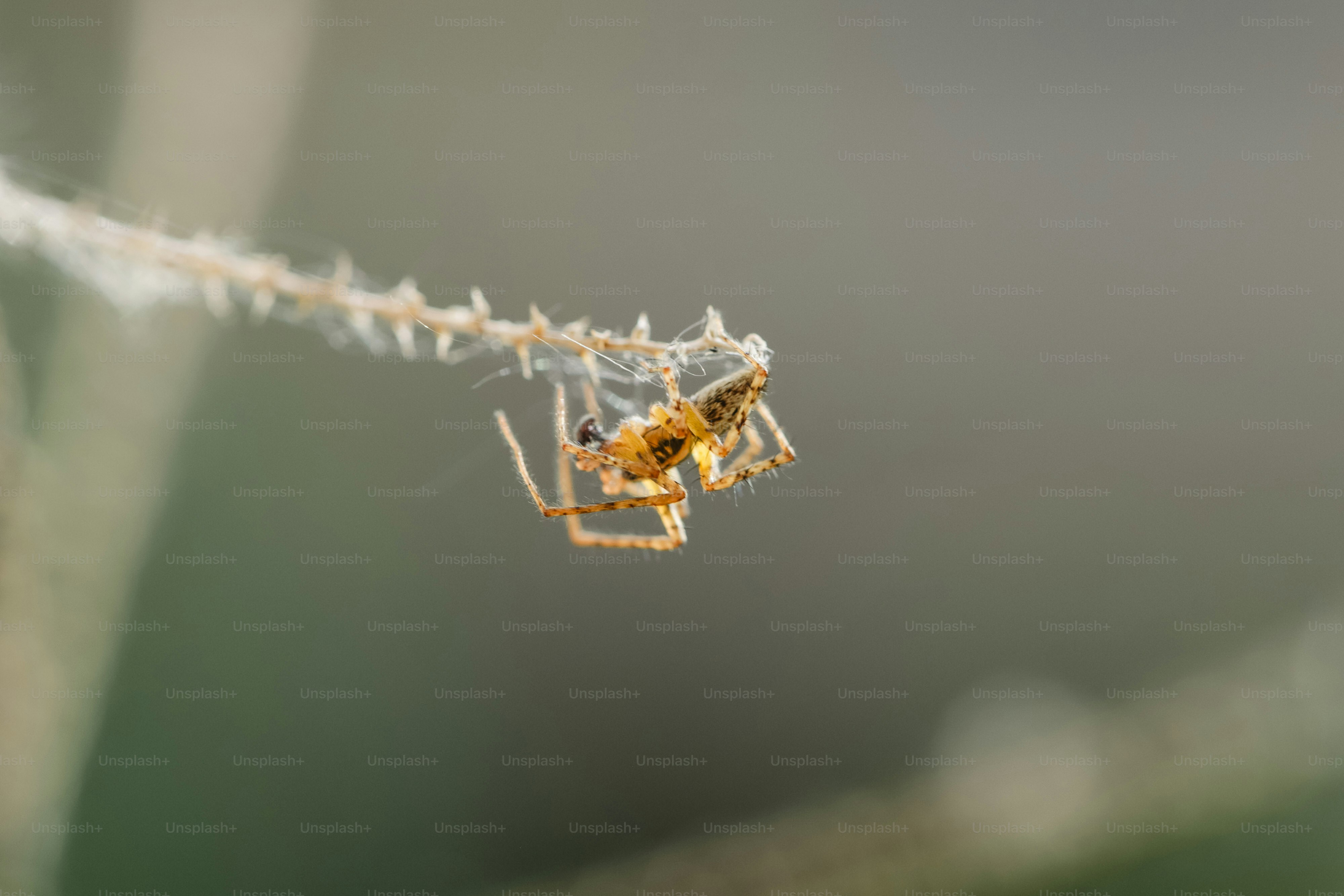 Uma pequena aranha está pendurada em um delicado fio de teia.