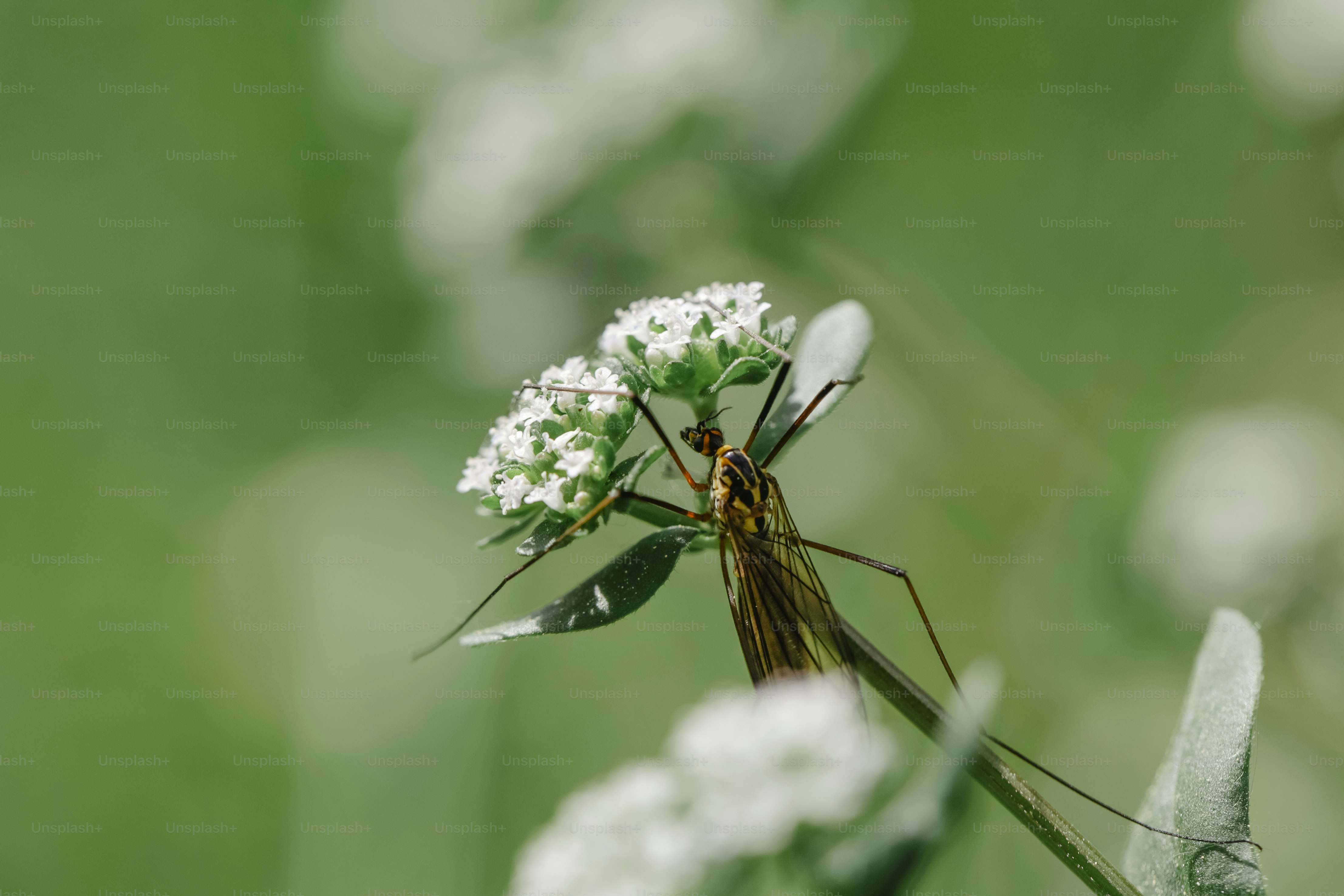 Uma mosca-gardas-de-guindaste repousa sobre uma pequena flor branca.