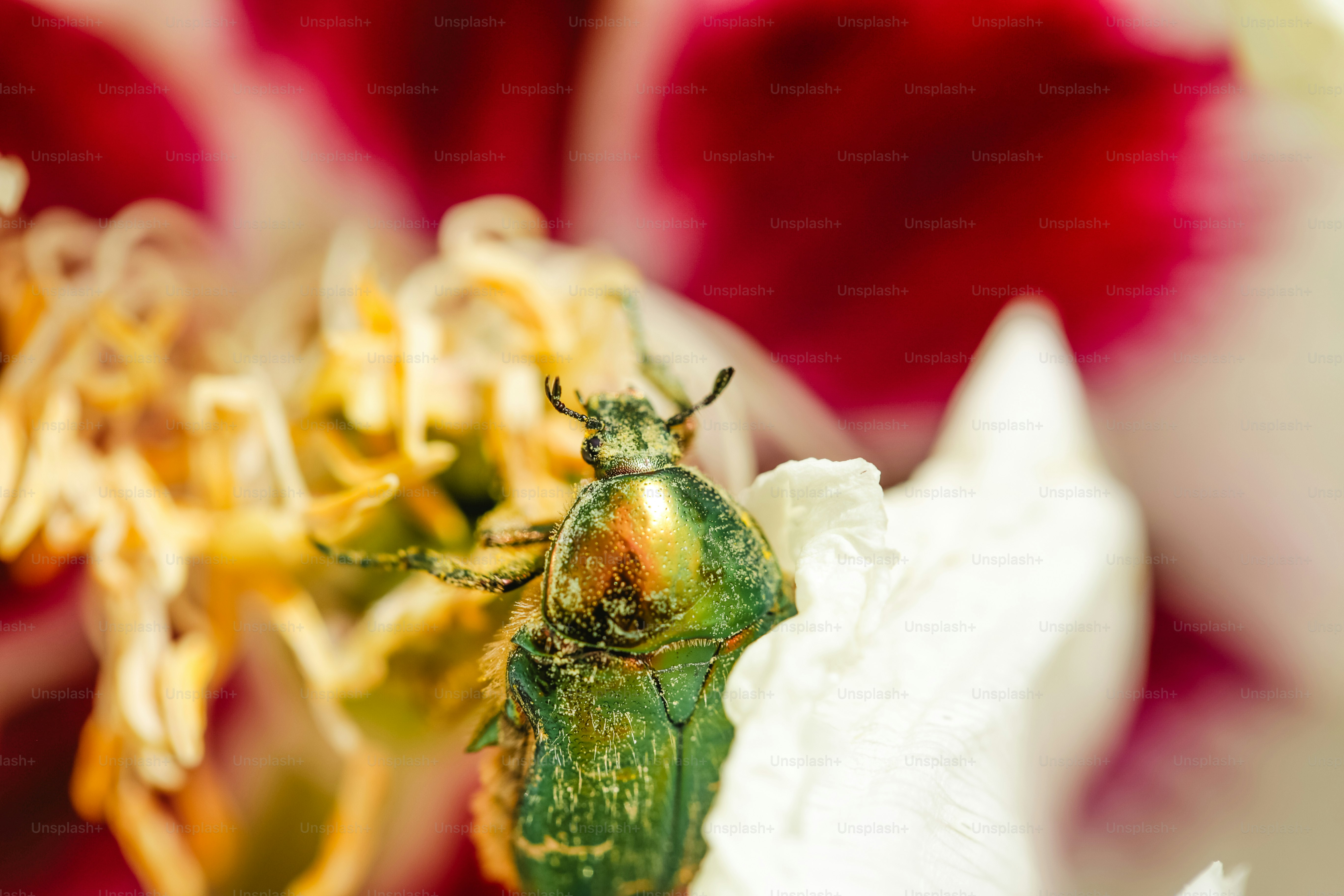 Um besouro verde metálico repousa sobre uma flor branca.