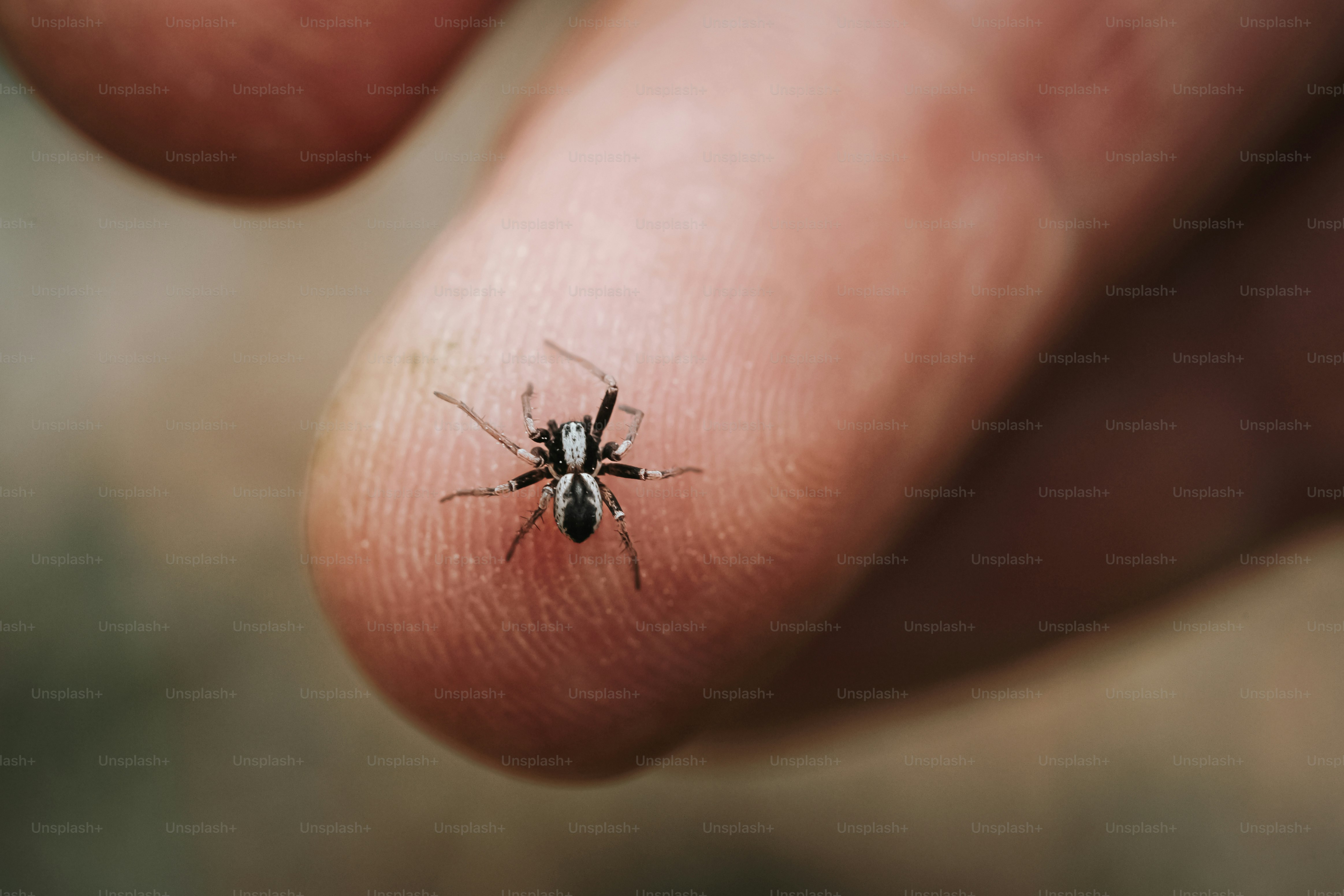 Une minuscule araignée repose sur un doigt humain.