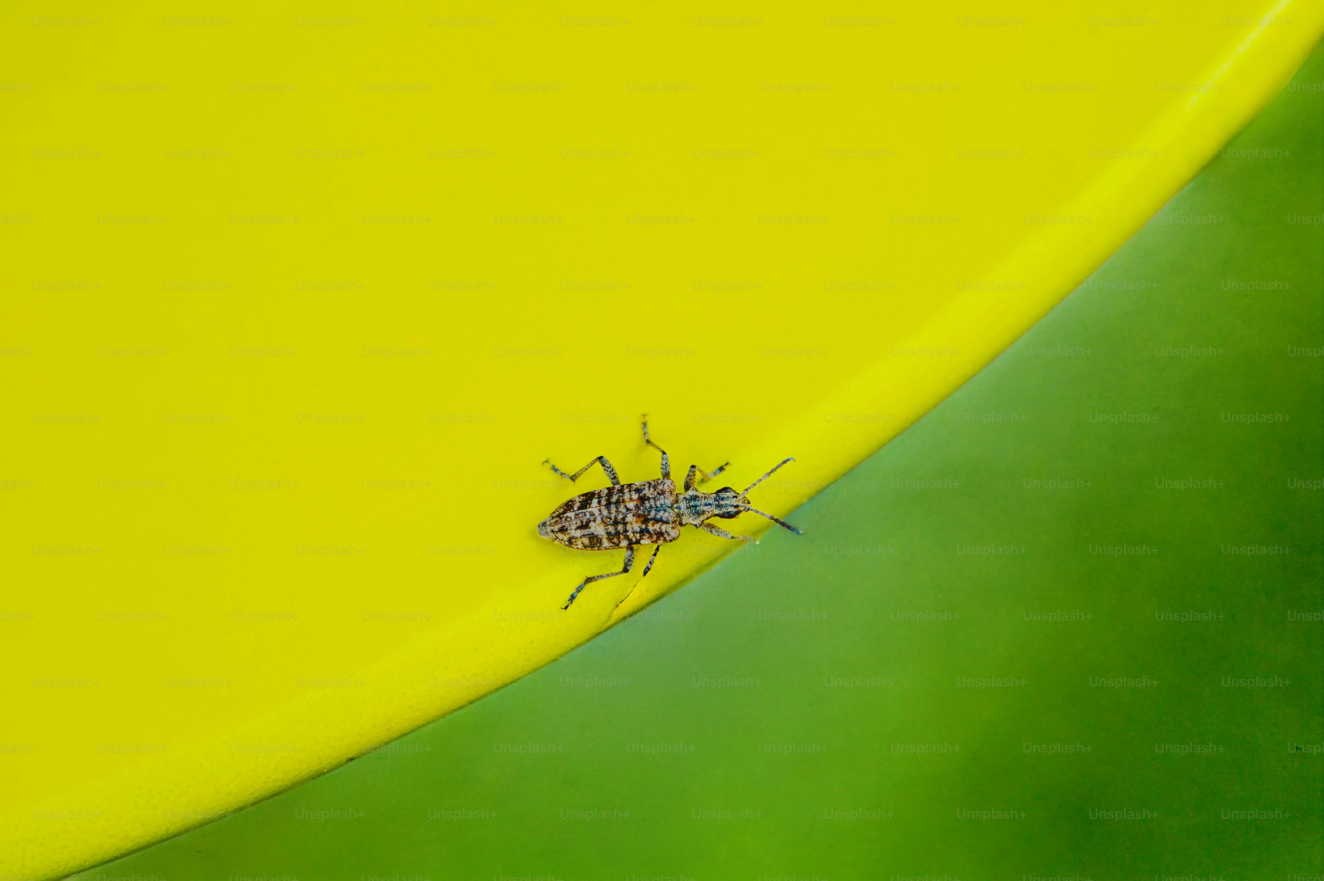 Serangga kecil merangkak di permukaan kuning