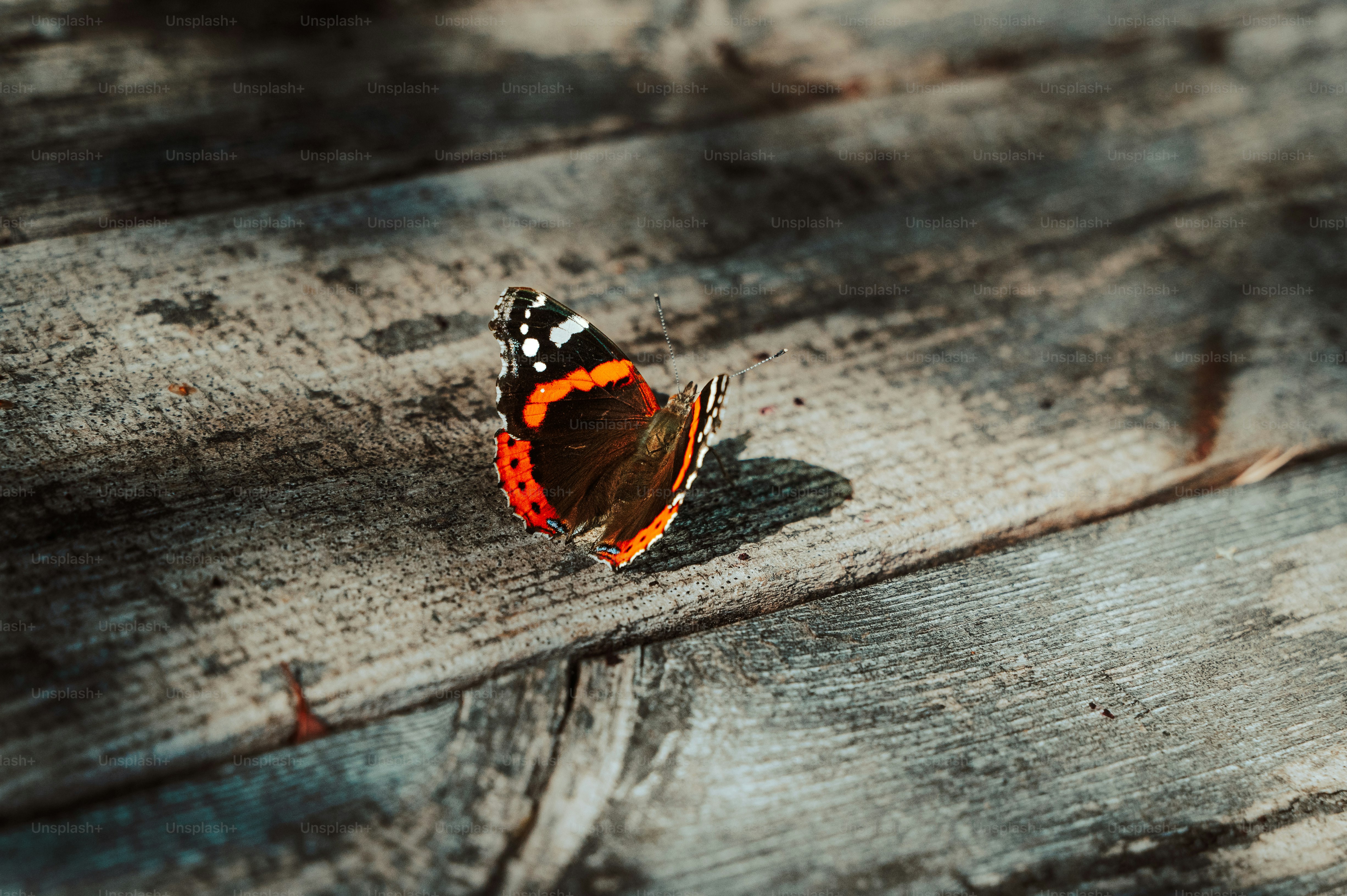 Un papillon repose sur une surface en bois usée