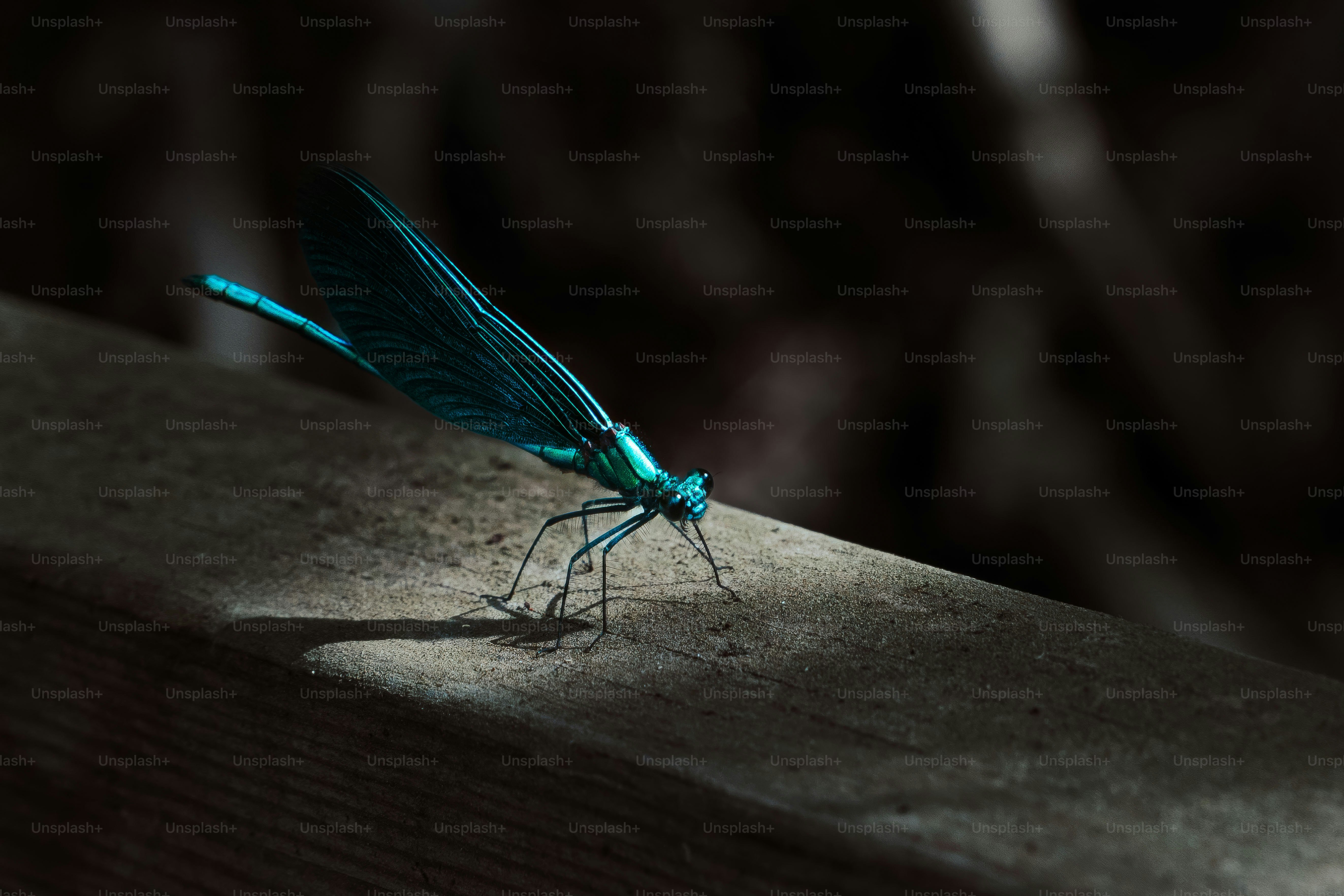 A bright blue dragonfly rests on a wooden surface