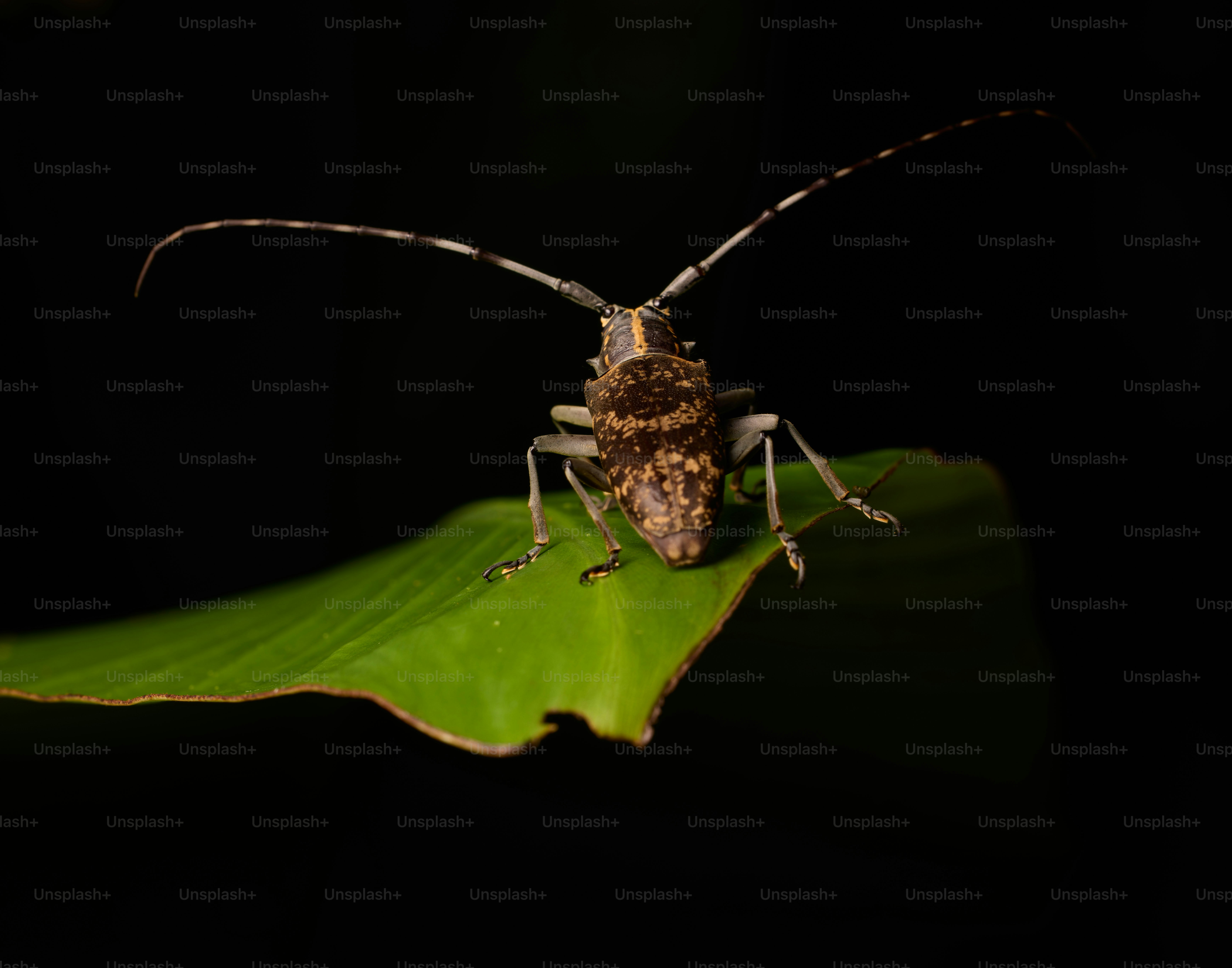 A longhorn beetle rests on a green leaf.
