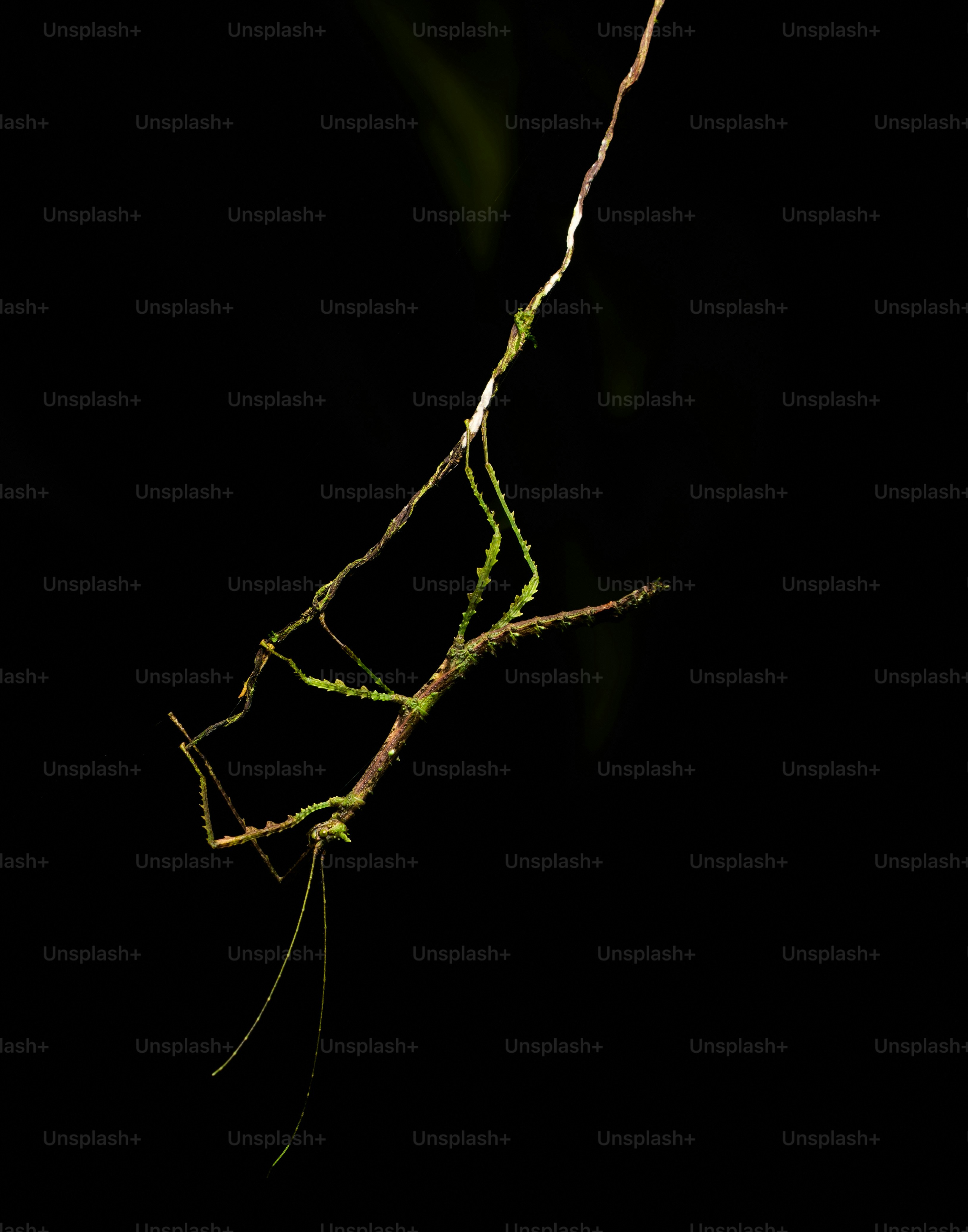A stick insect camouflaged on a branch