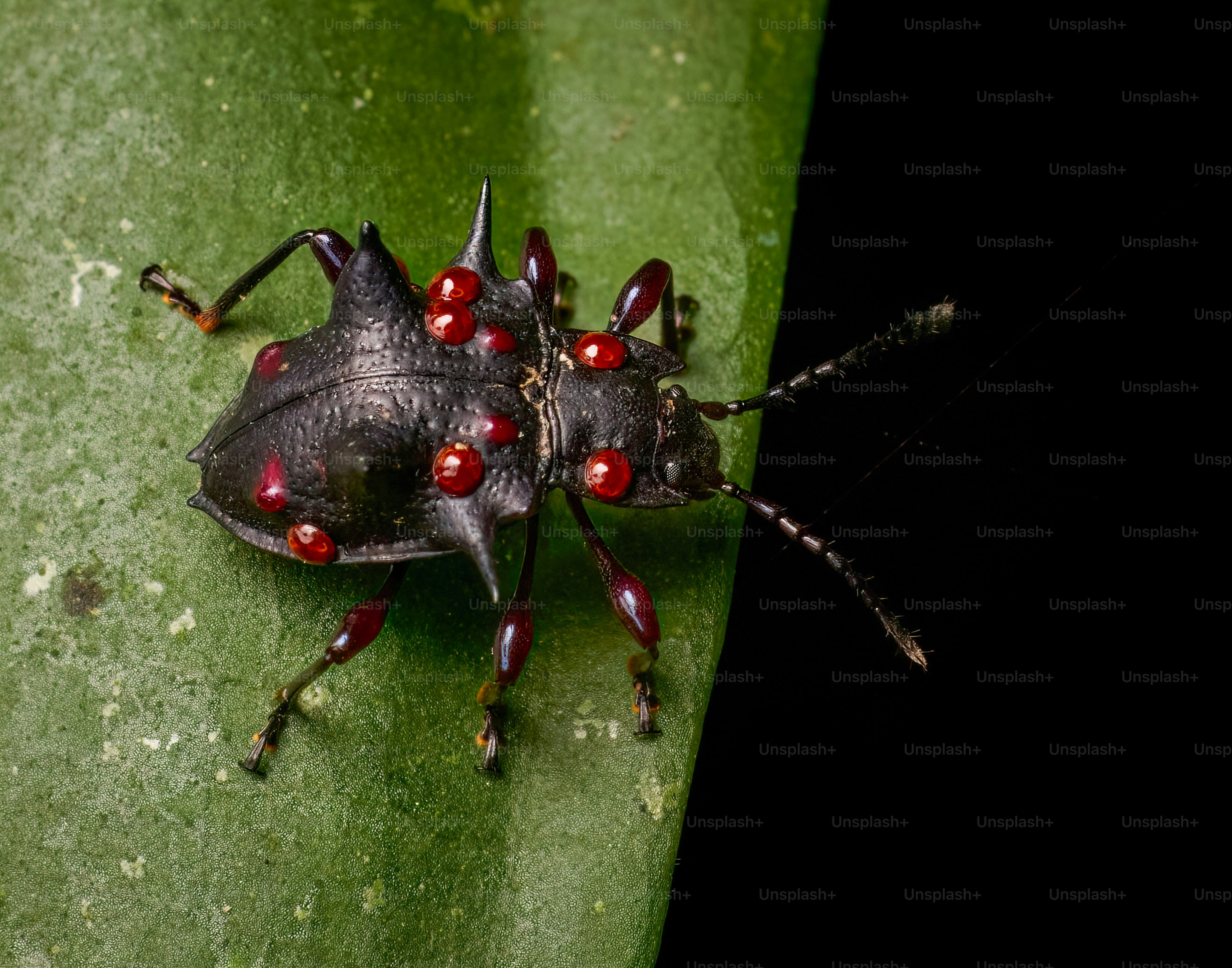 A spiky black beetle with red spots on a leaf
