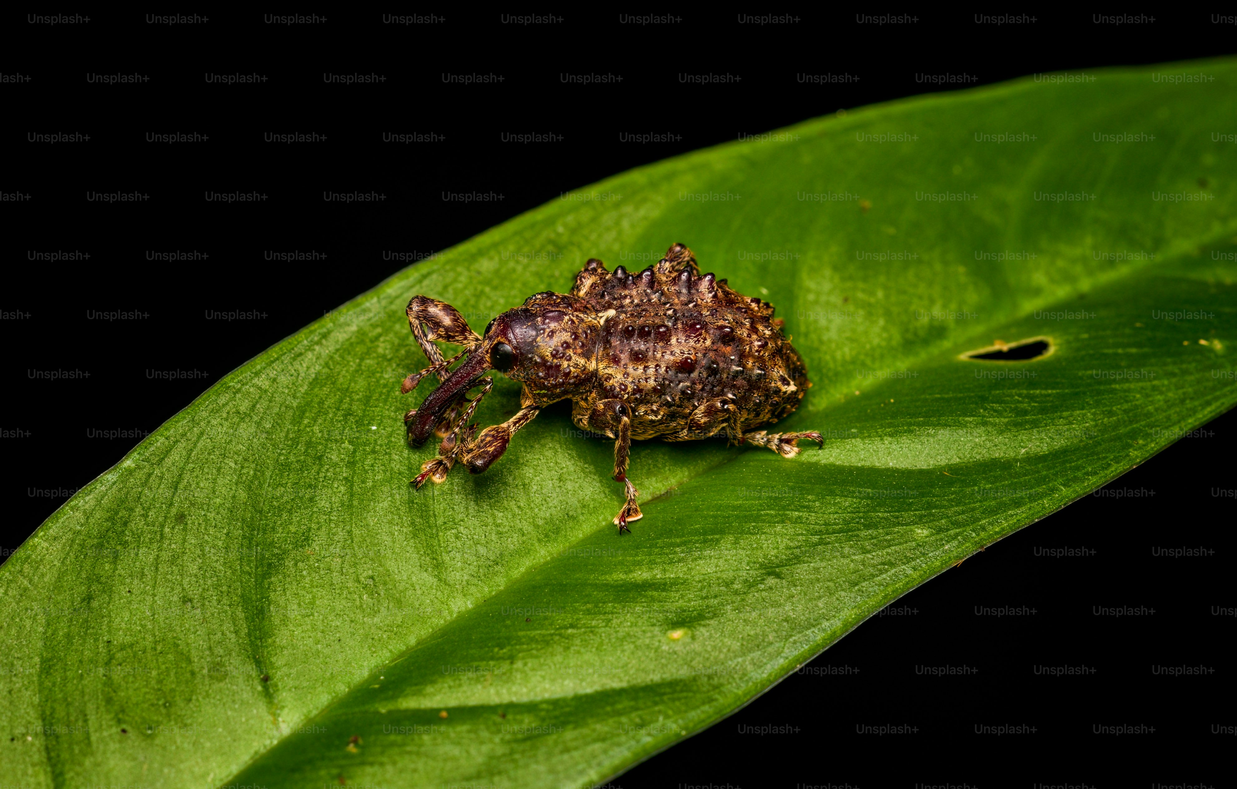 A small, camouflaged insect rests on a green leaf.