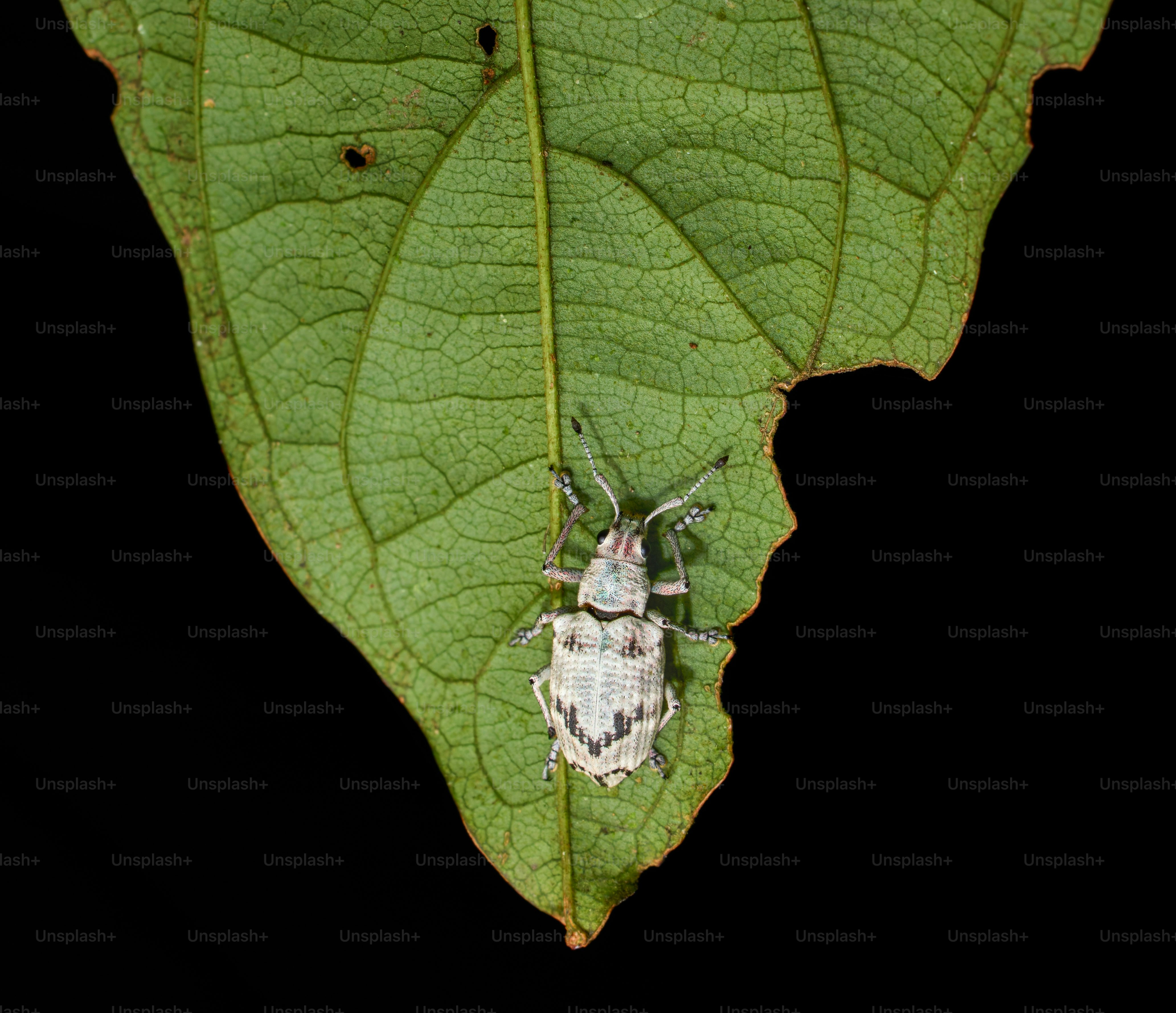 A light-colored beetle with dark markings on a green leaf.