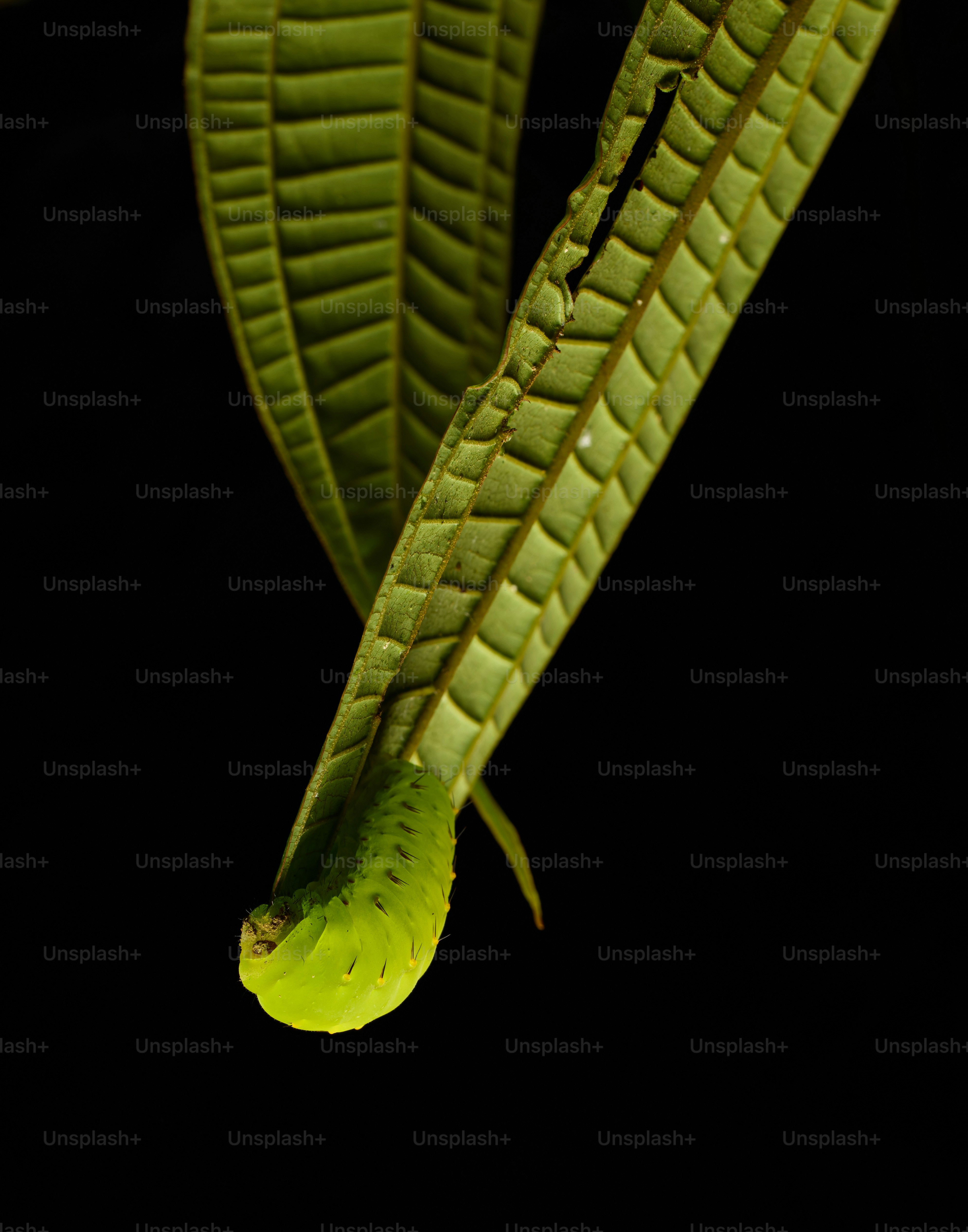 A bright green caterpillar rests on a textured green leaf.