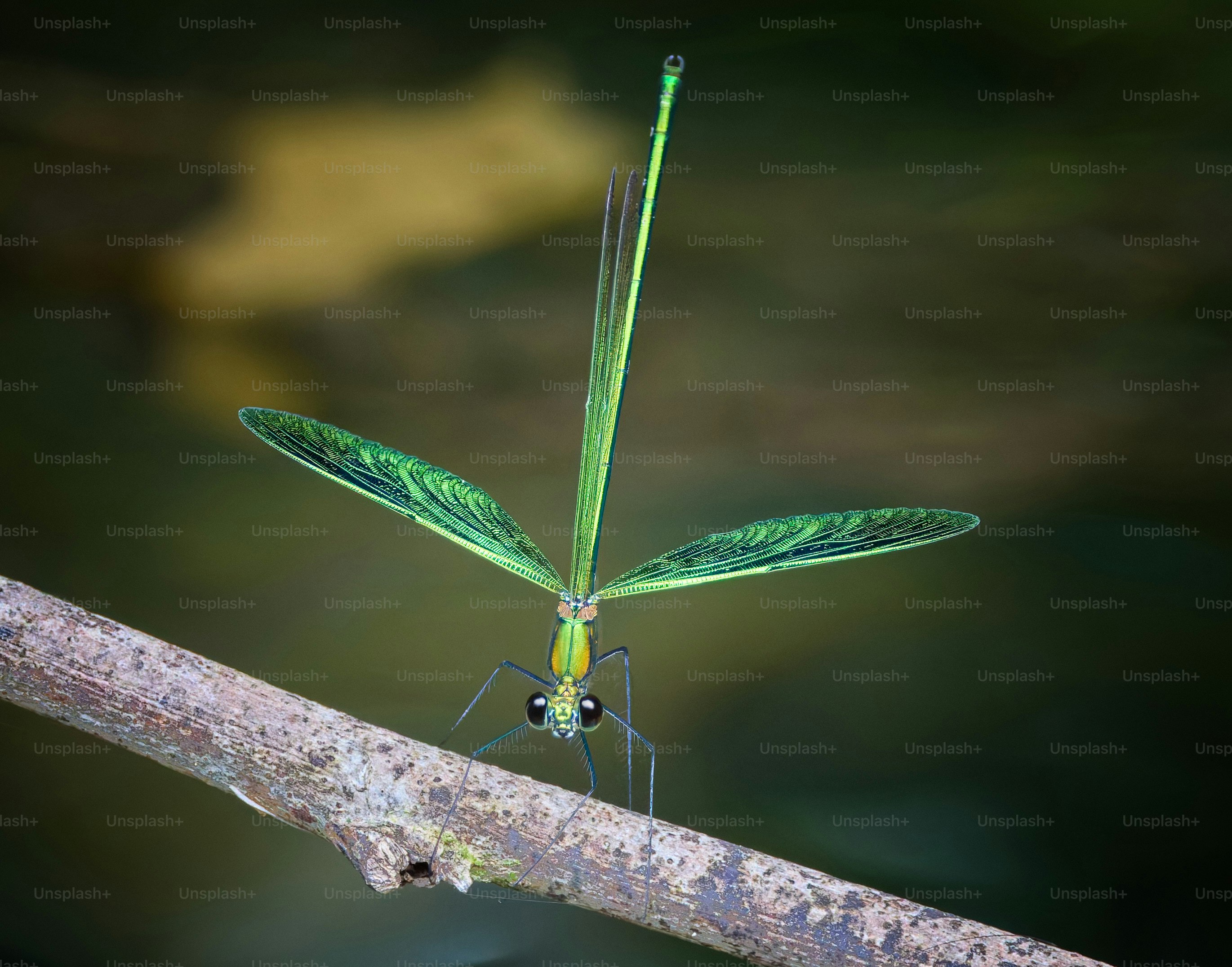 A green damselfly perches upside down on a brown branch.