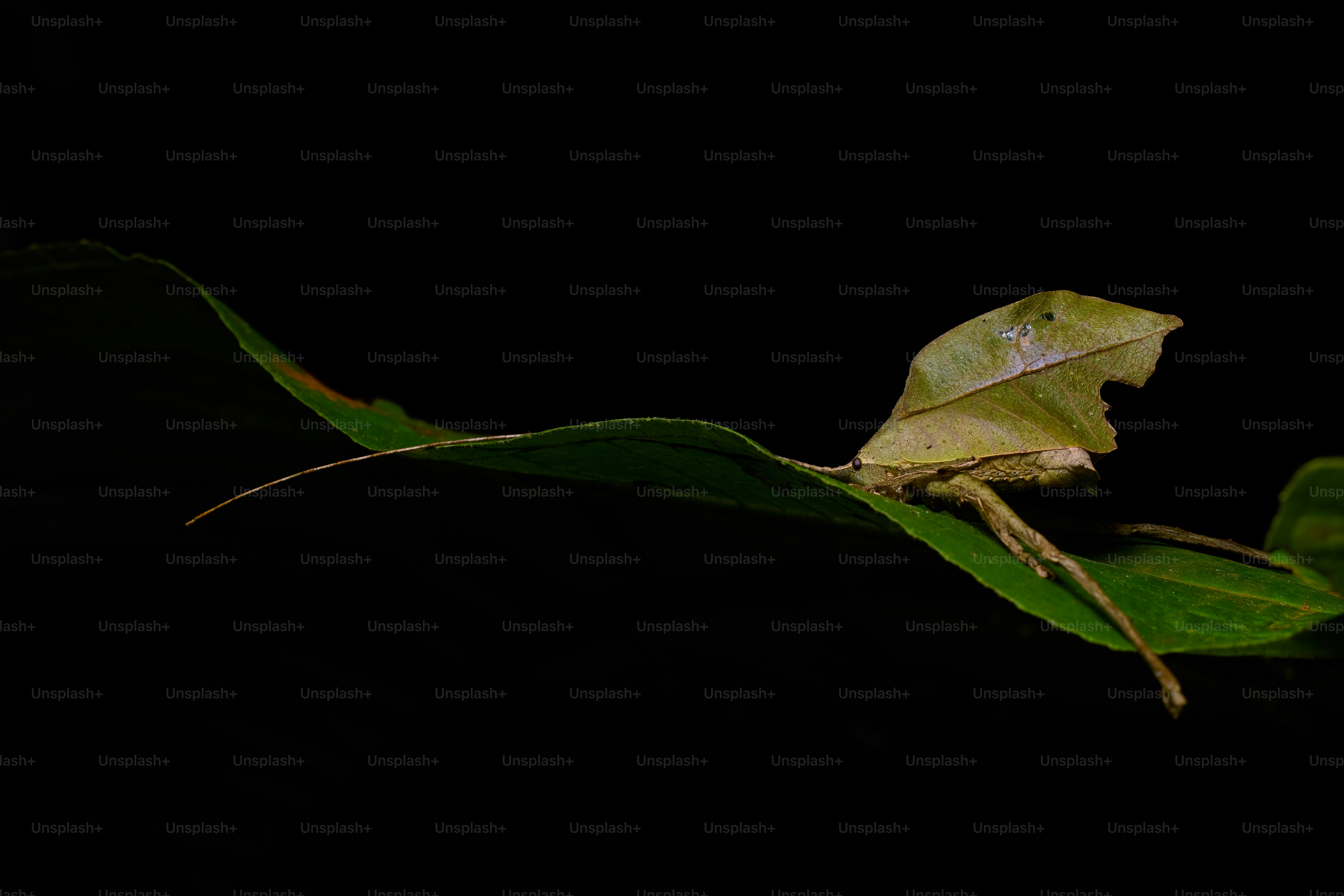 A leaf insect rests on a green leaf