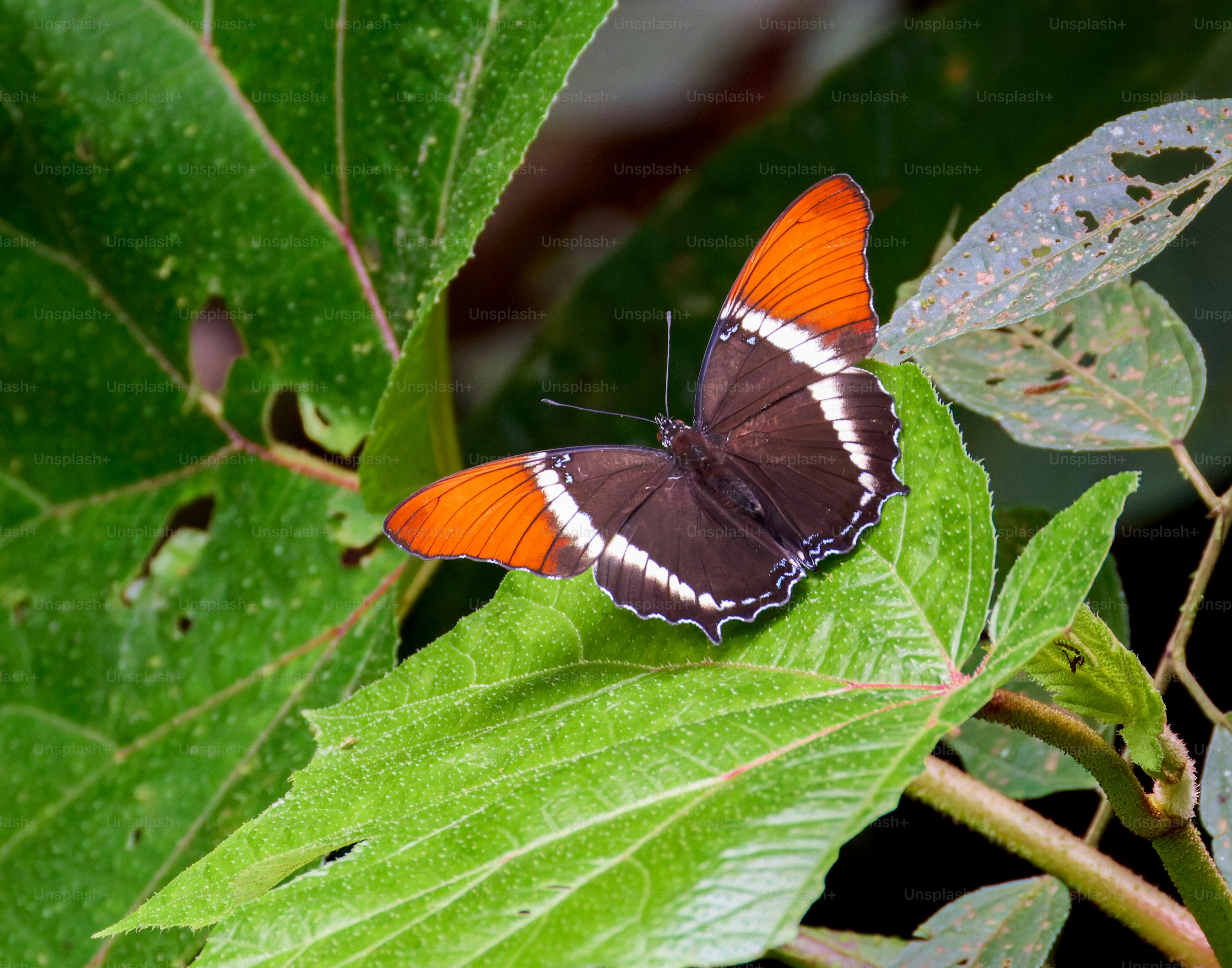 A butterfly with orange and white markings rests on leaves.