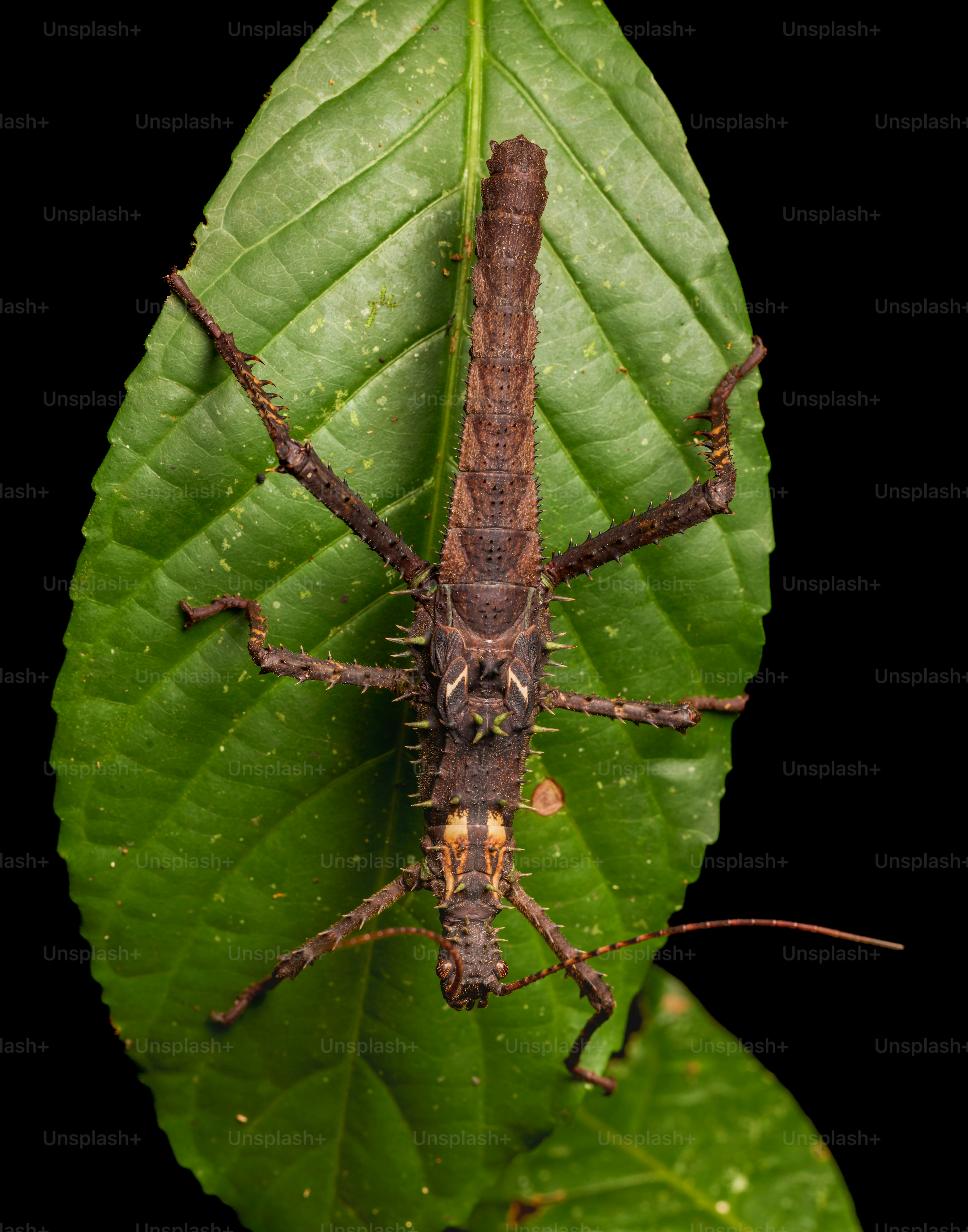 A spiky brown insect rests on a green leaf.