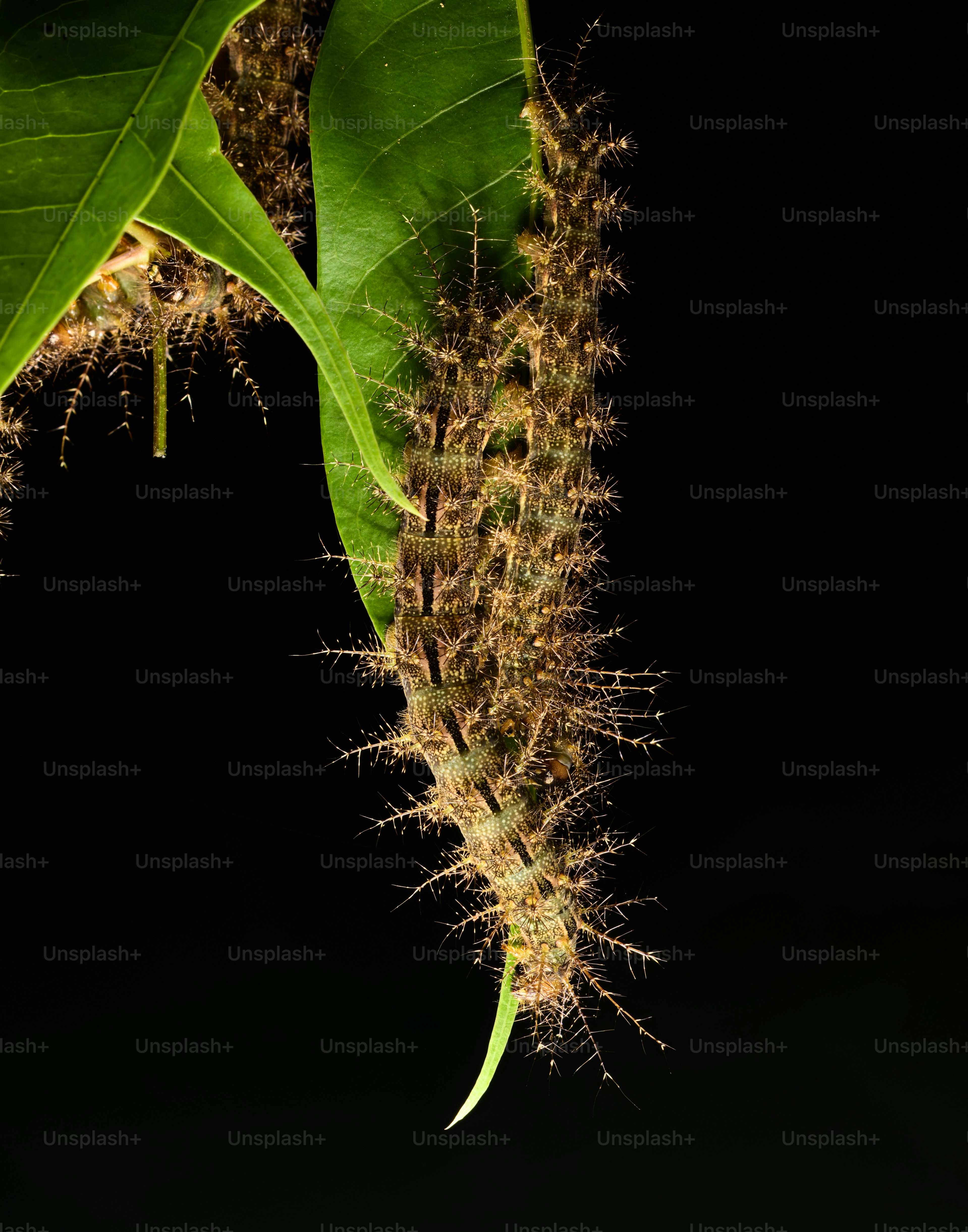 Ulat coklat runcing menempel pada daun hijau