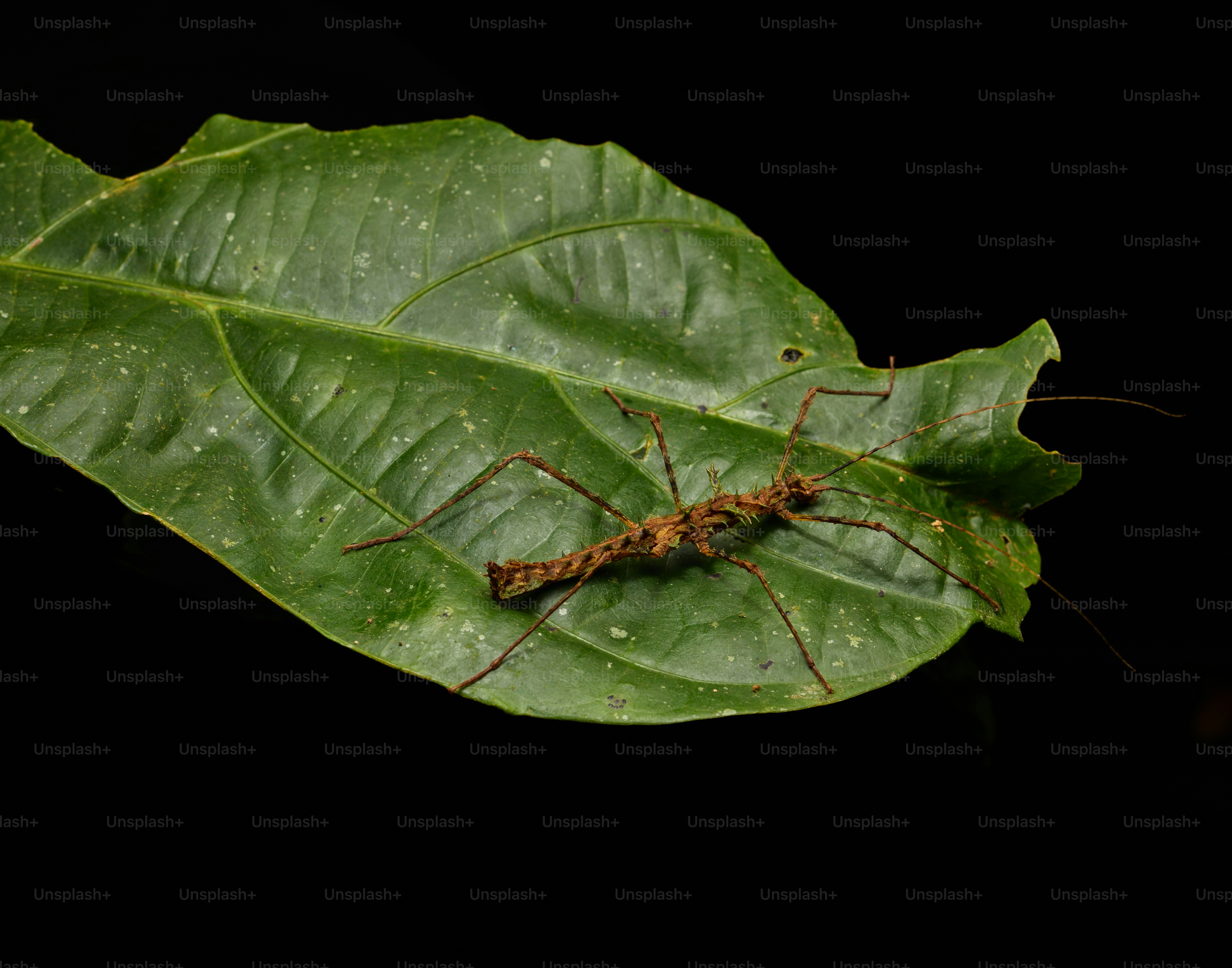 A stick insect rests on a green leaf.