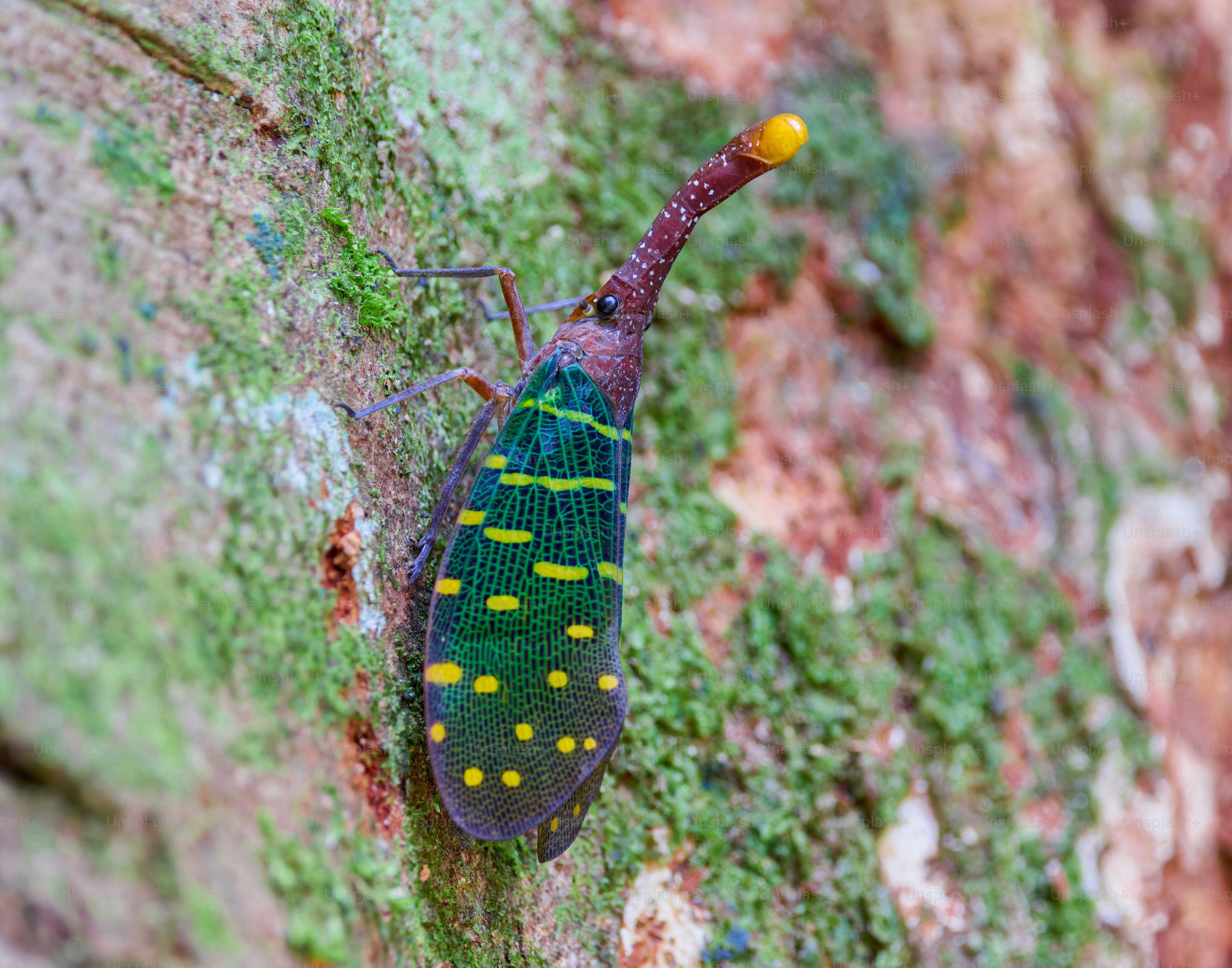 A lanternfly with green and yellow wings on bark.