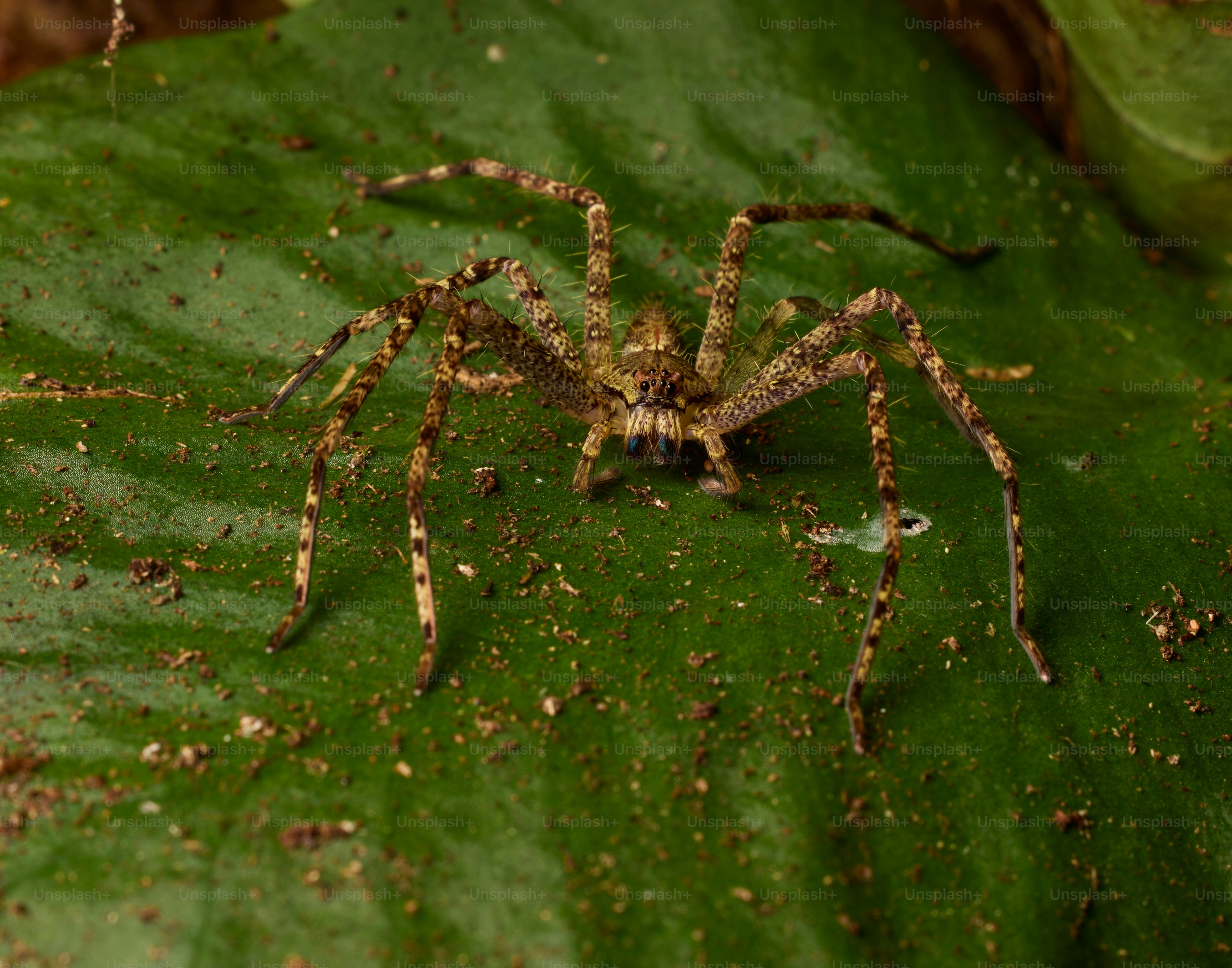 A camouflaged spider rests on a green leaf.