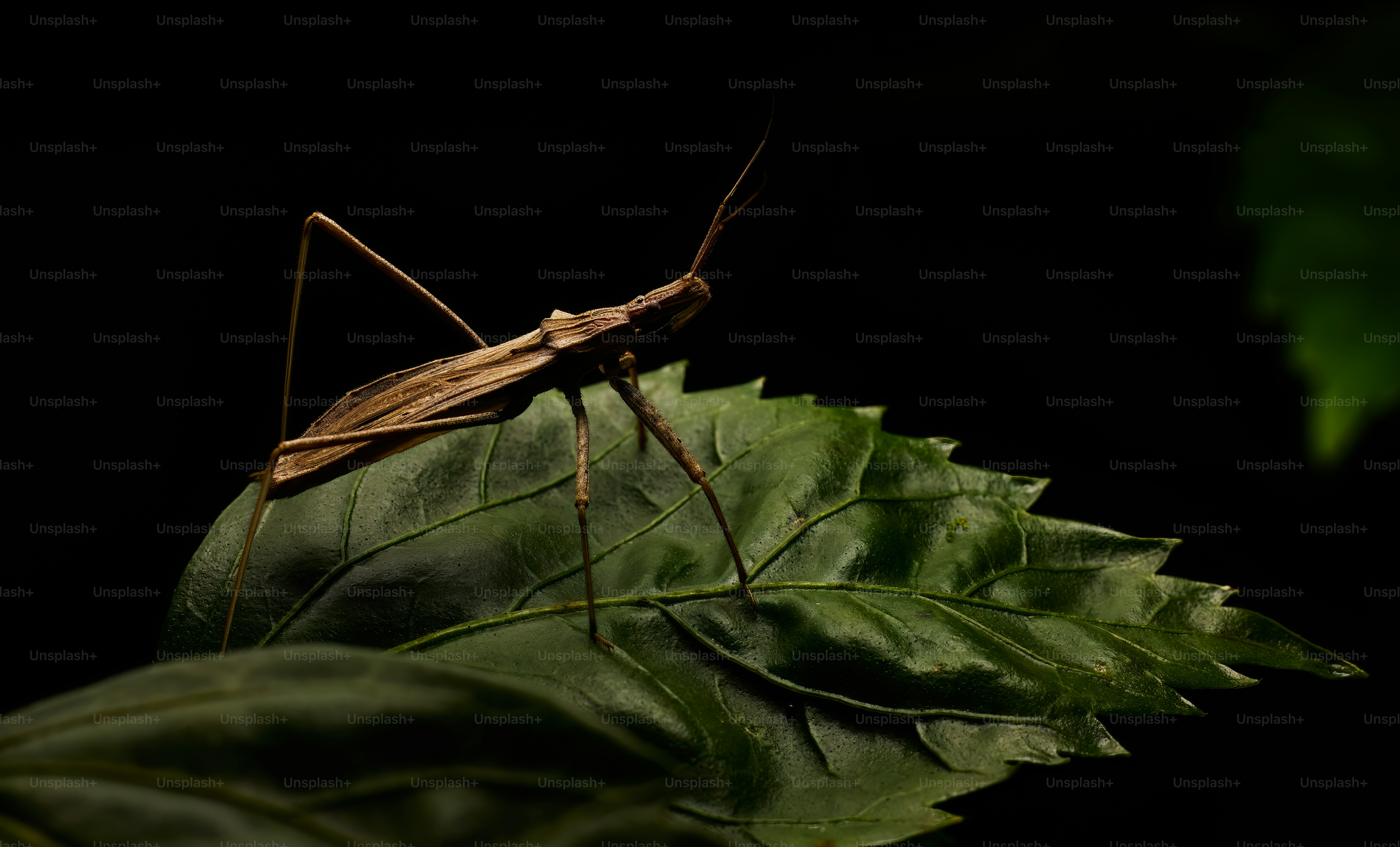A light brown insect rests on a green leaf.