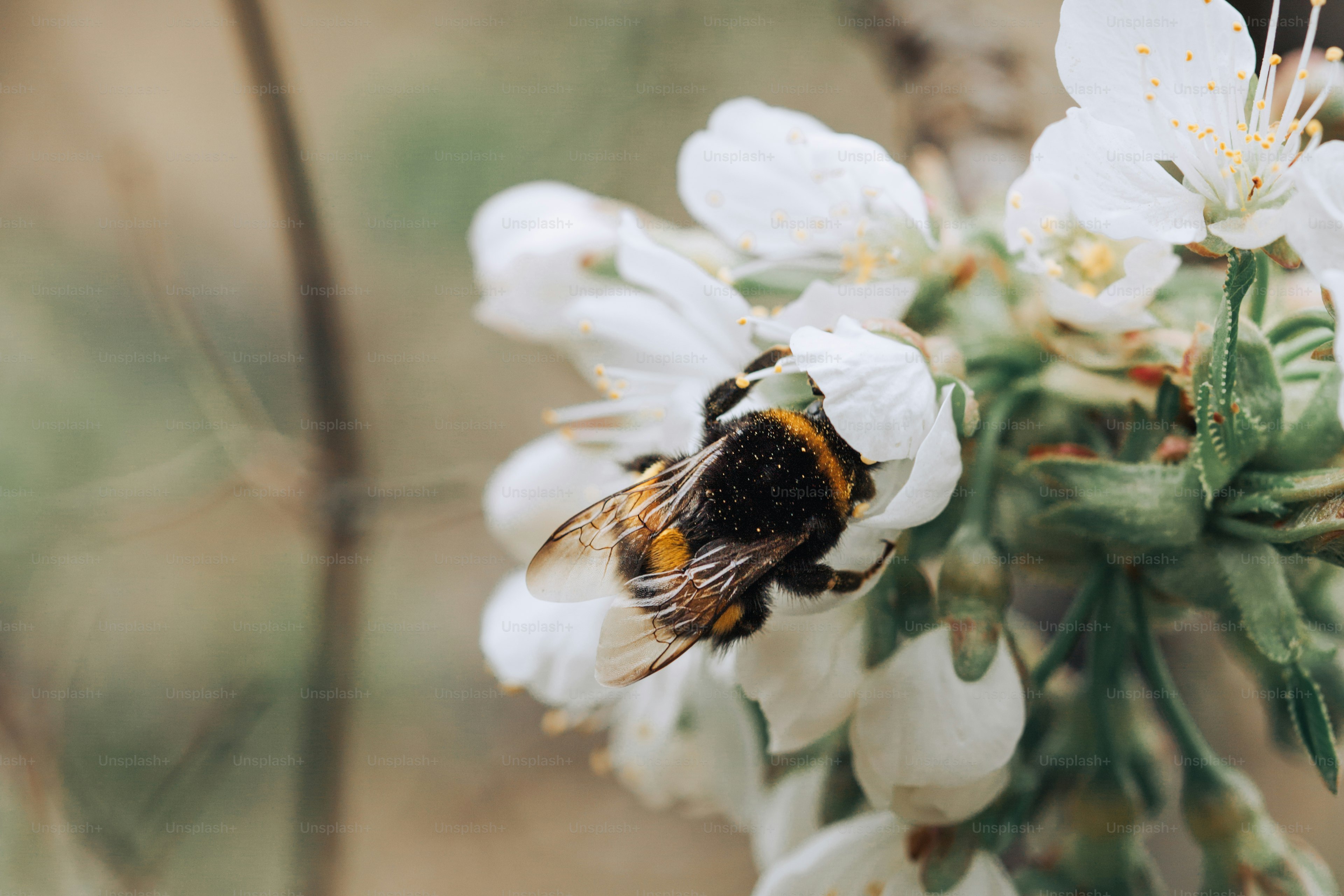 Un bourdon collecte le nectar d’une fleur blanche.