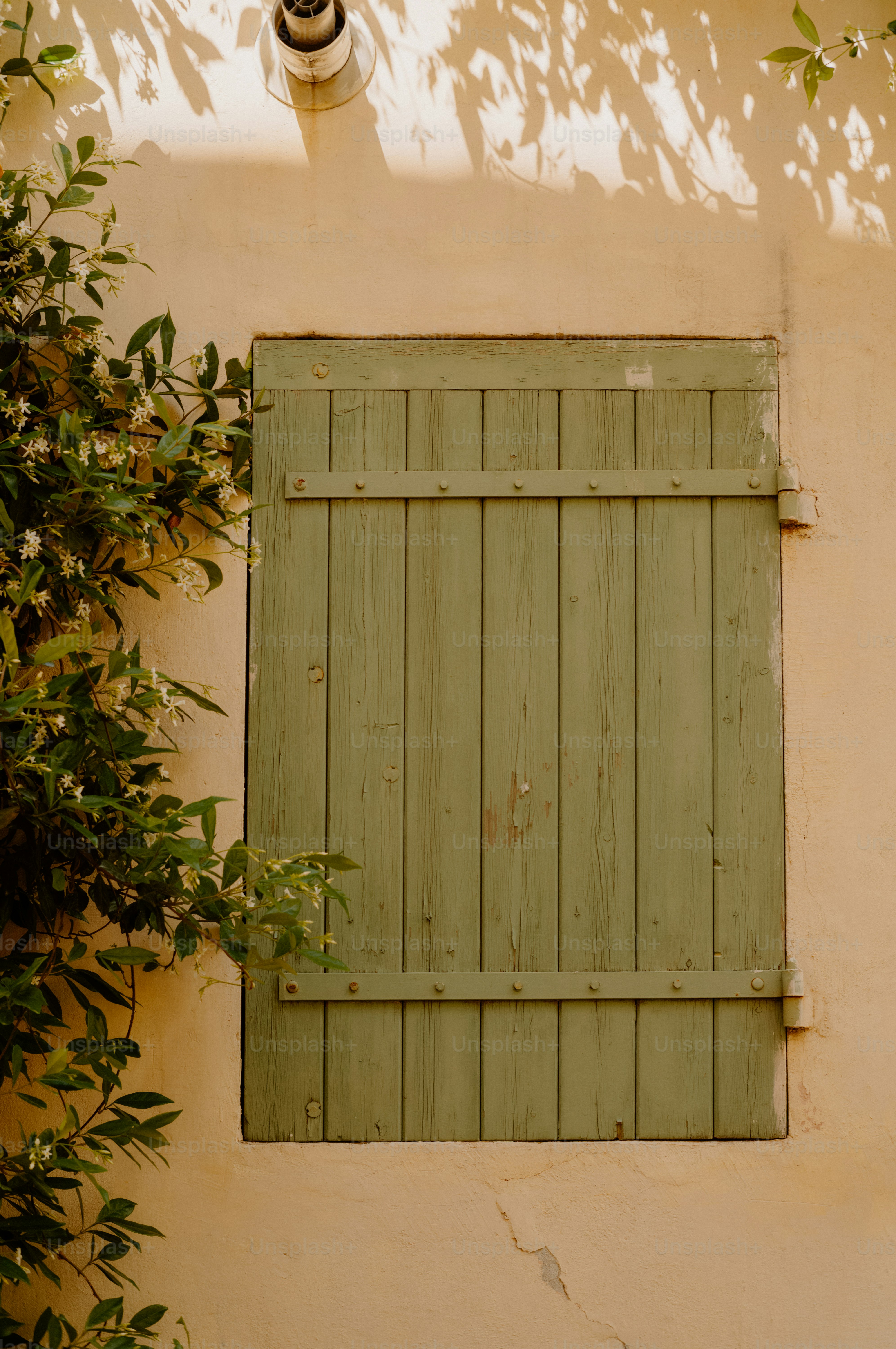 Weathered green shutter on a light wall with flowering jasmine.