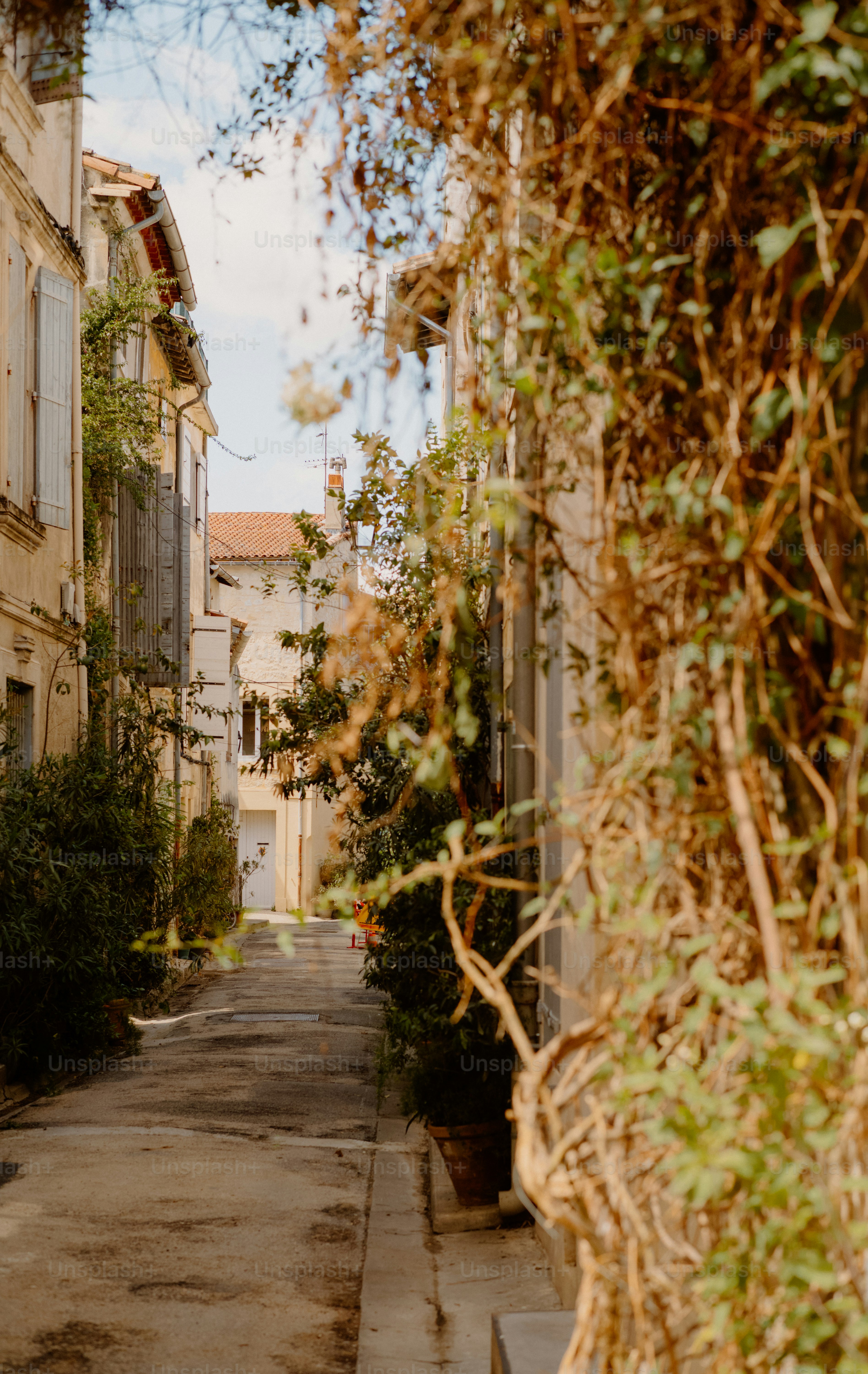 Narrow alleyway between buildings with overhanging vines.