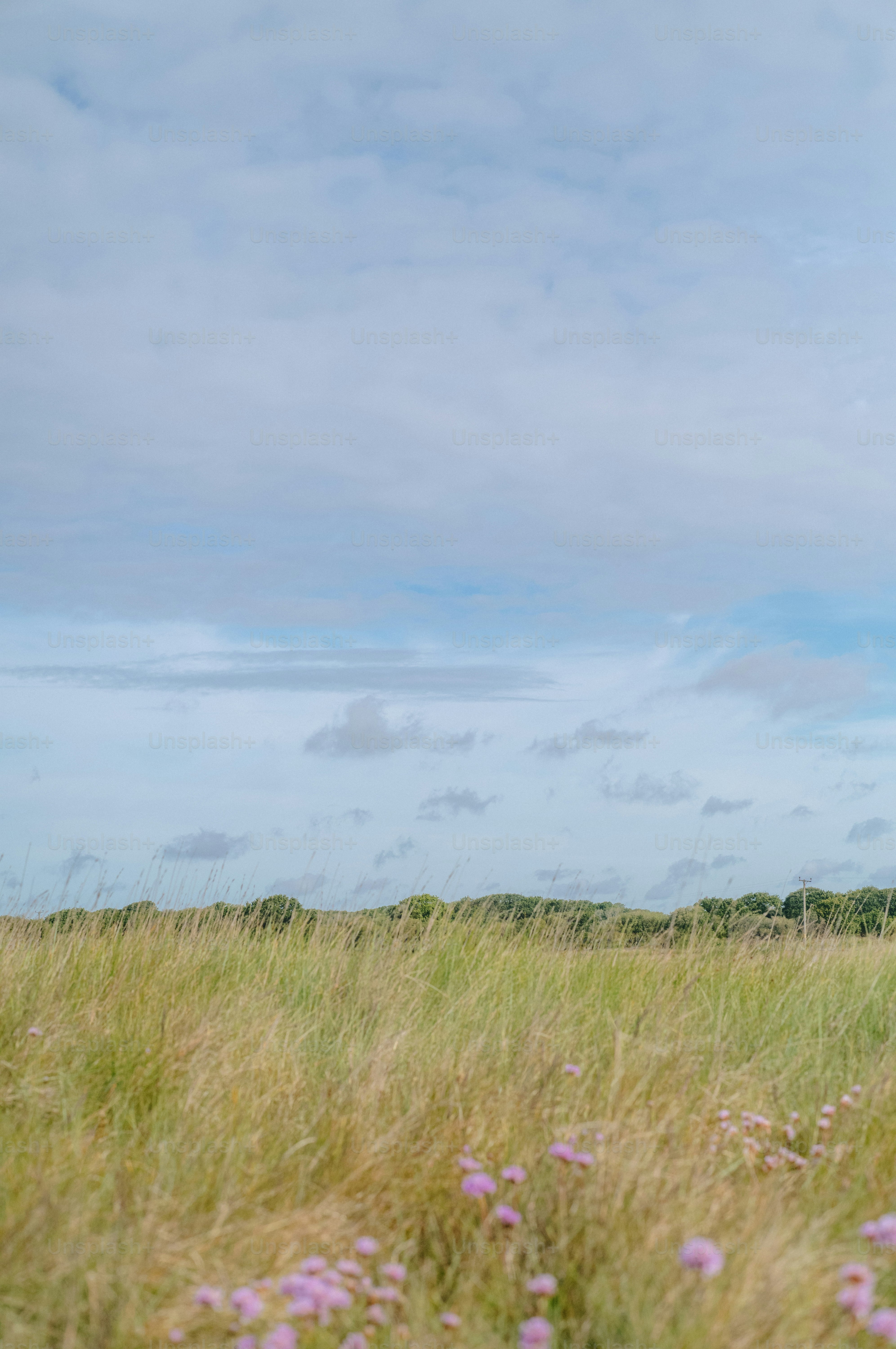 Tall grass and purple flowers under a cloudy sky.