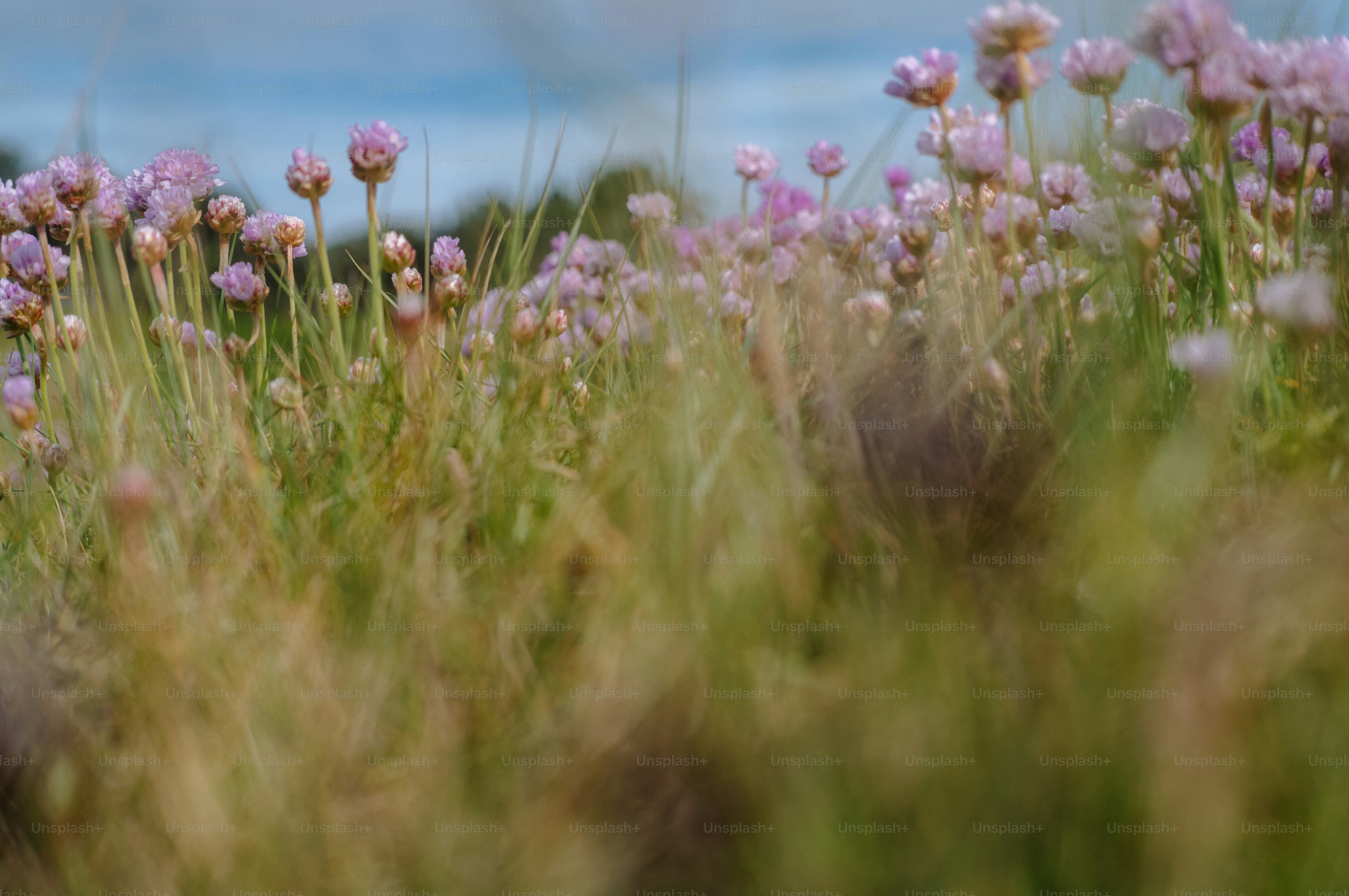 Field of pink wildflowers with green grass - Photo on Unsplash+