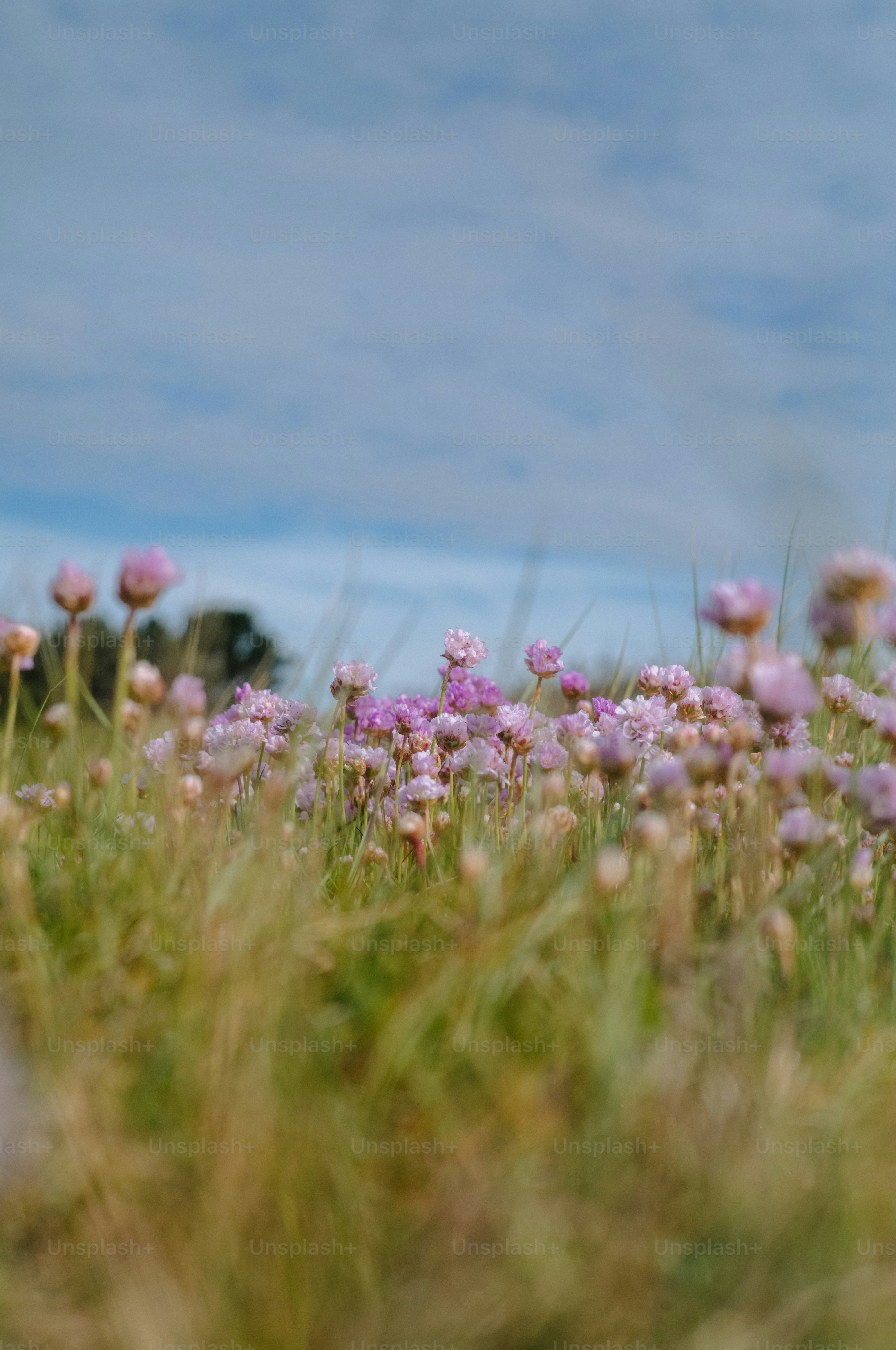 Pink flowers blooming in a grassy field under blue sky.