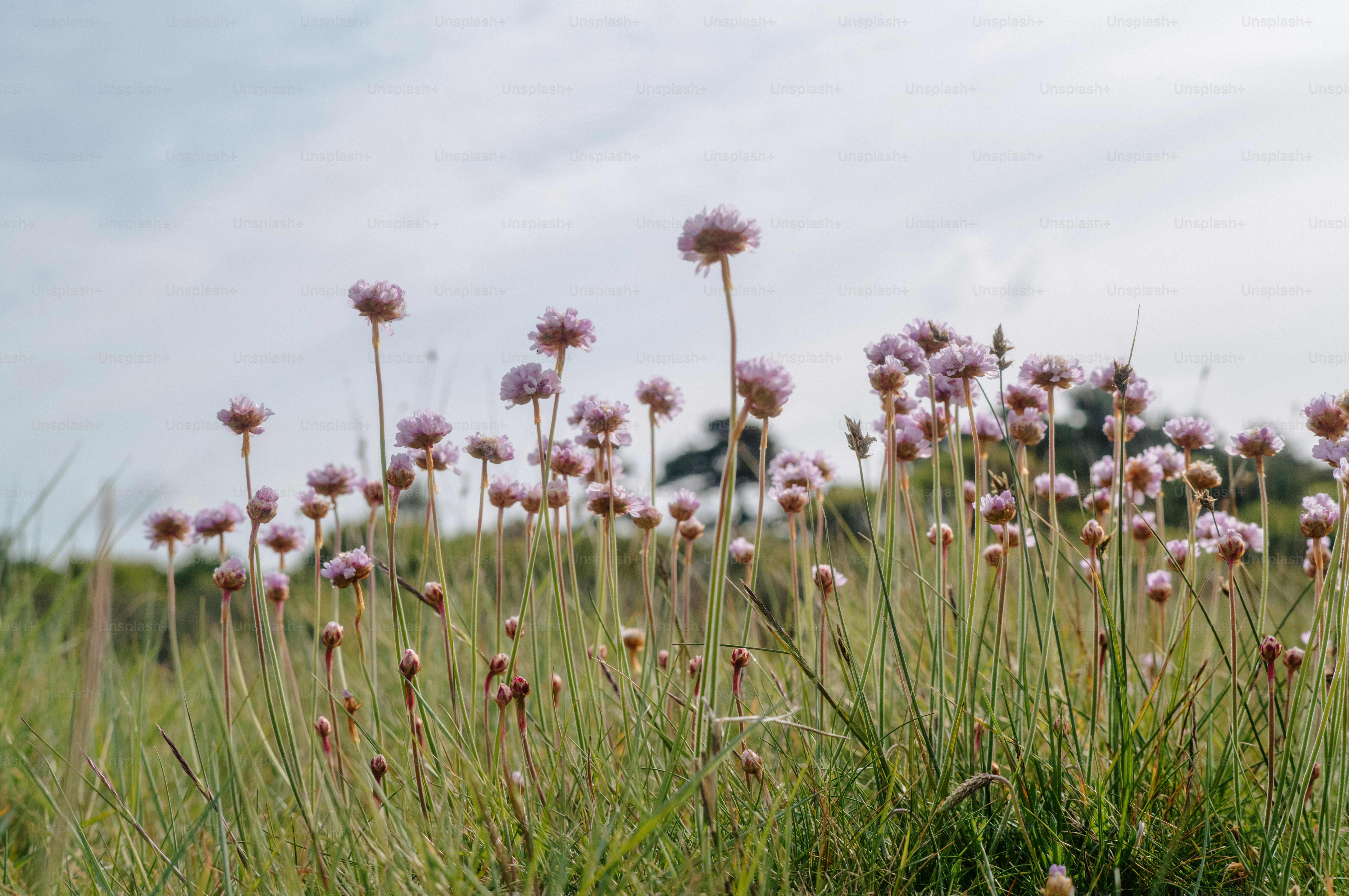 Pink wildflowers bloom in a grassy field.