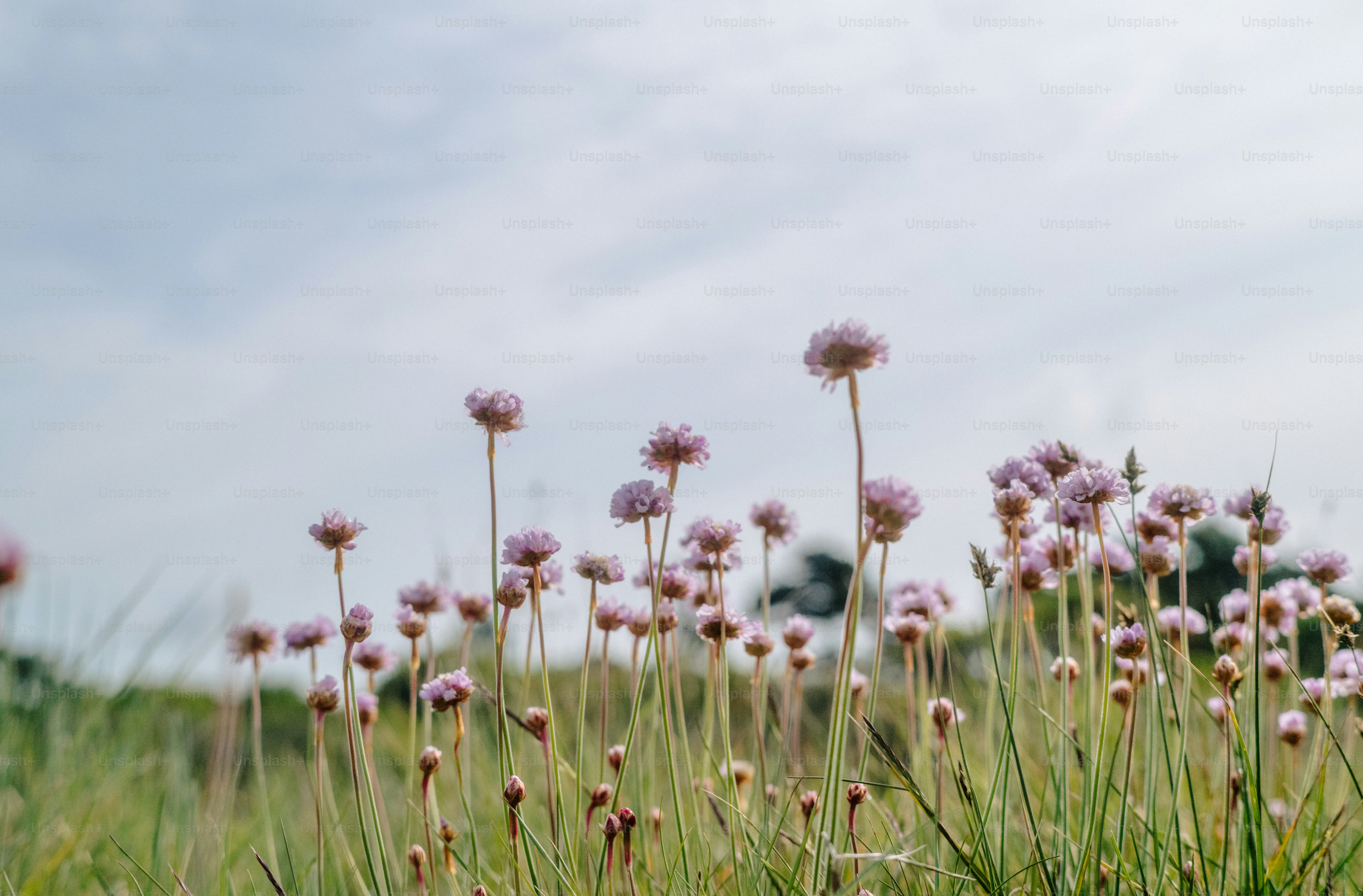 Delicate pink wildflowers bloom against a soft sky